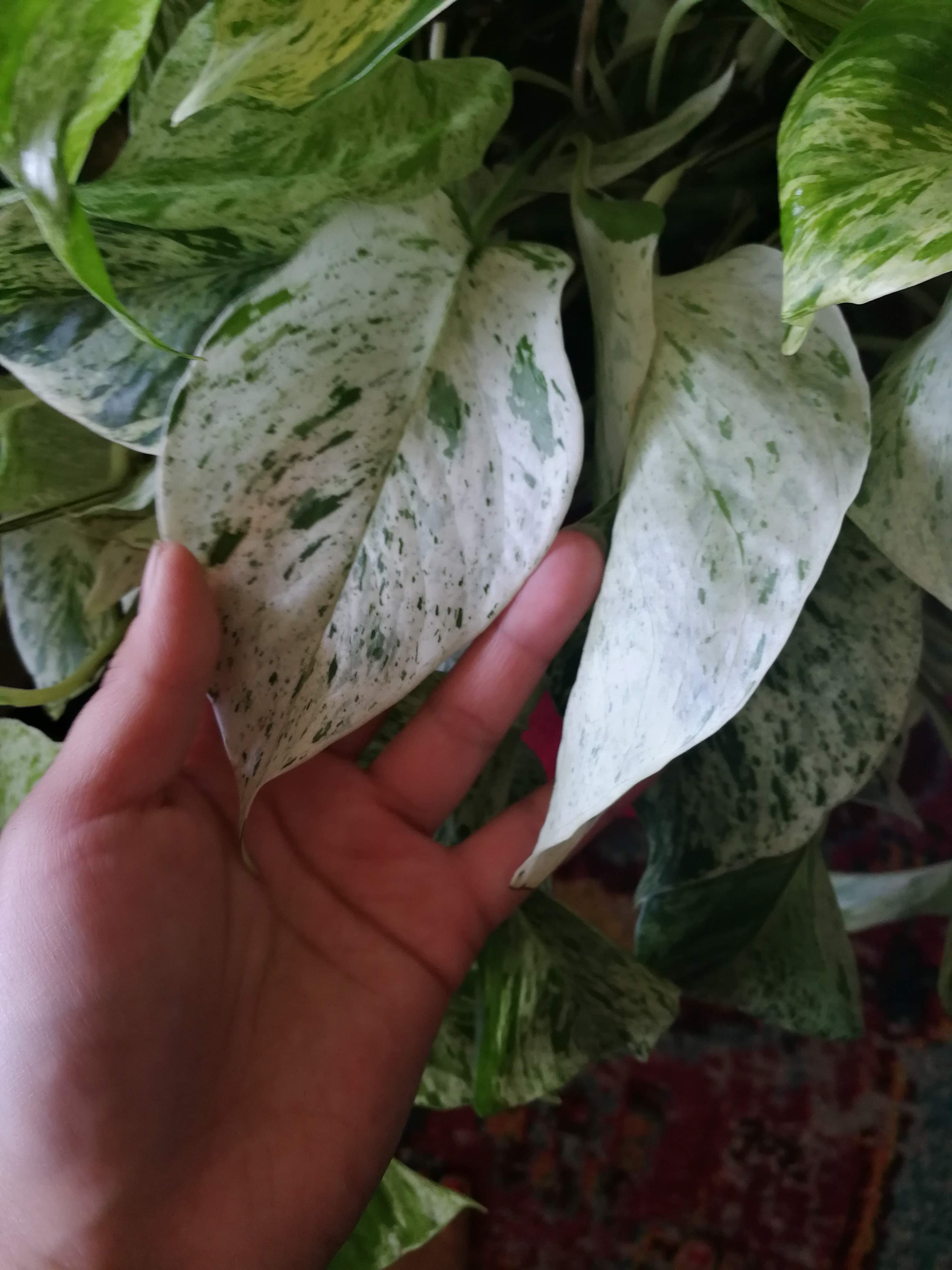 Pothos "Marble Queen"