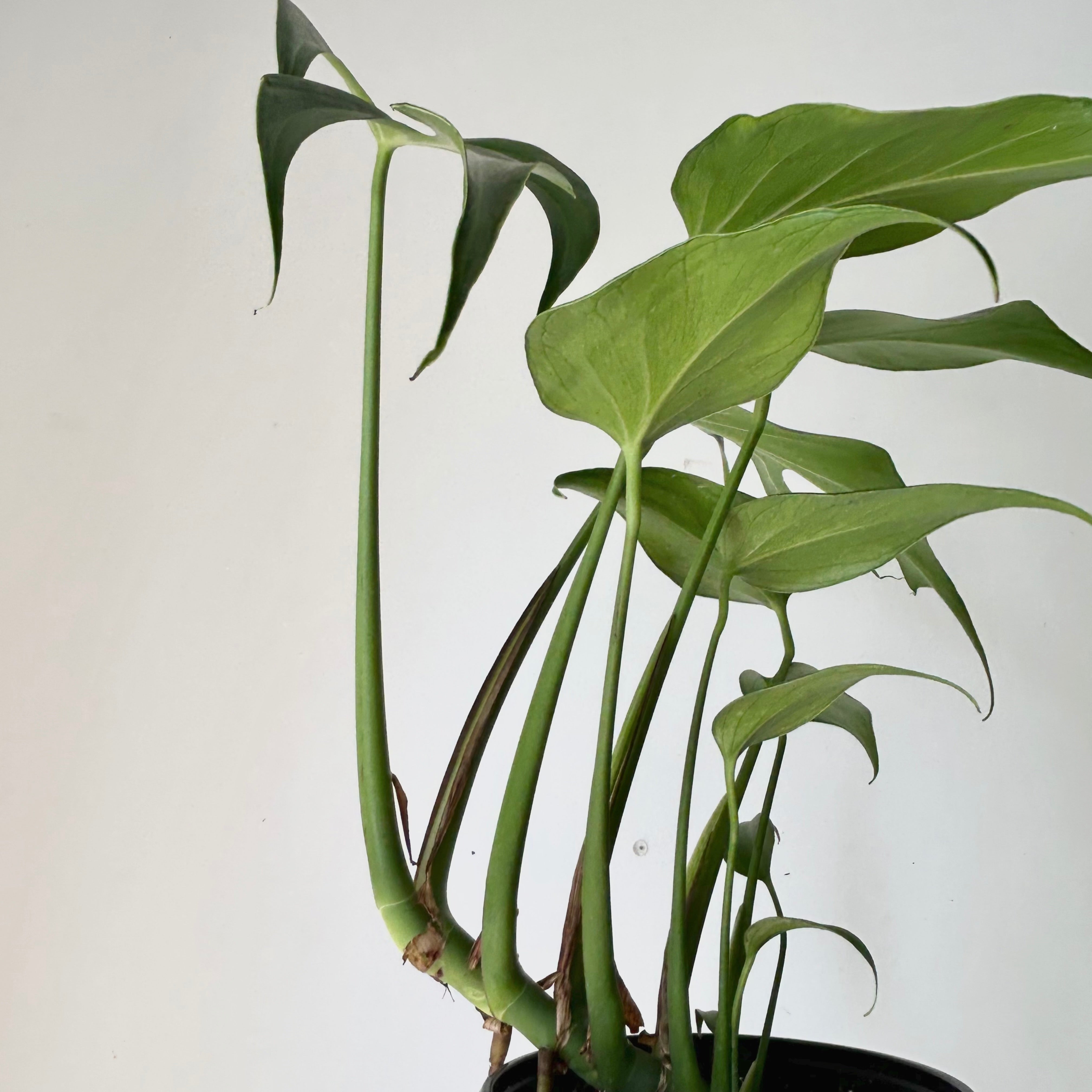 Monstera burle marx flame 6” pot