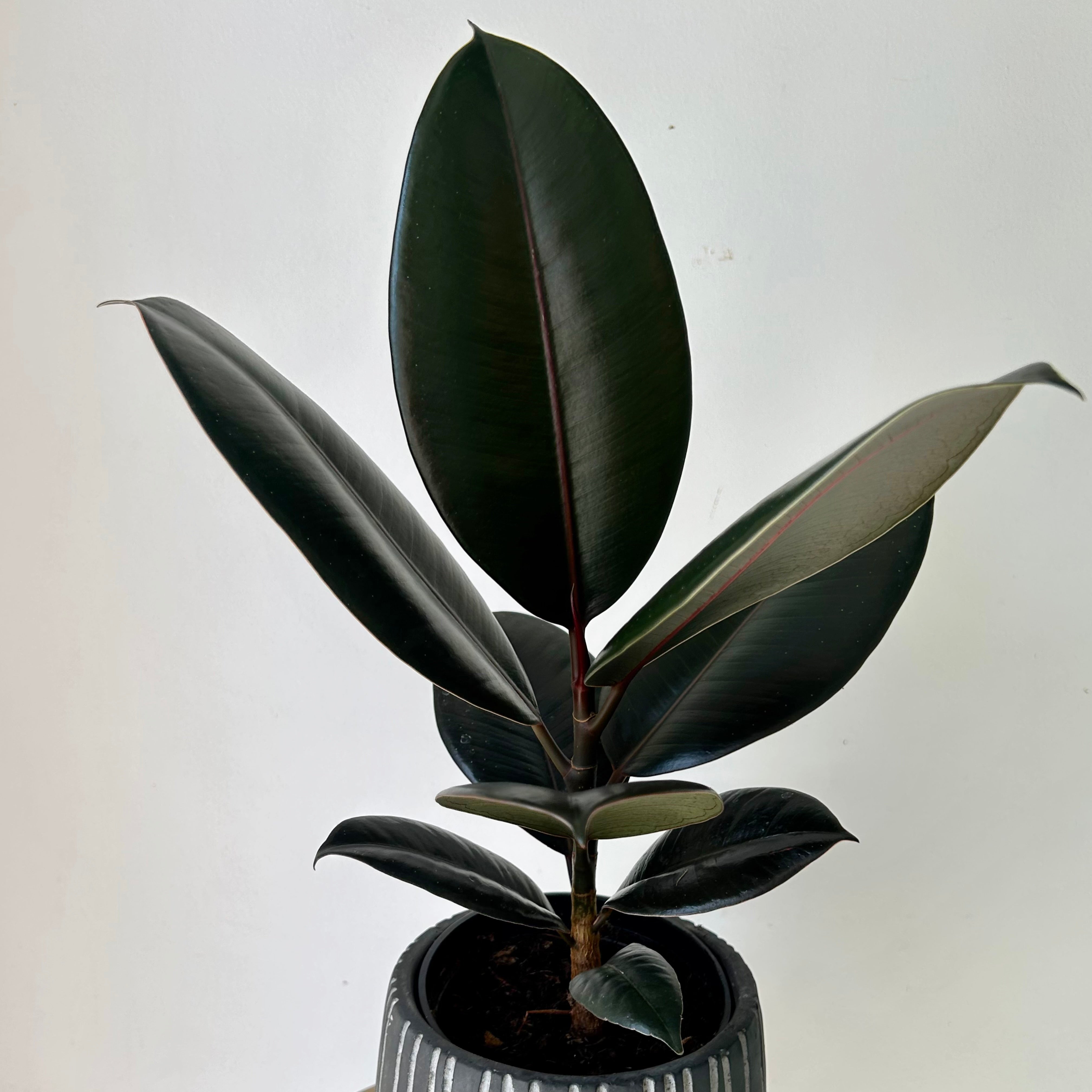 Burgundy Rubber Fig (Ficus Elastica), 5" Pot