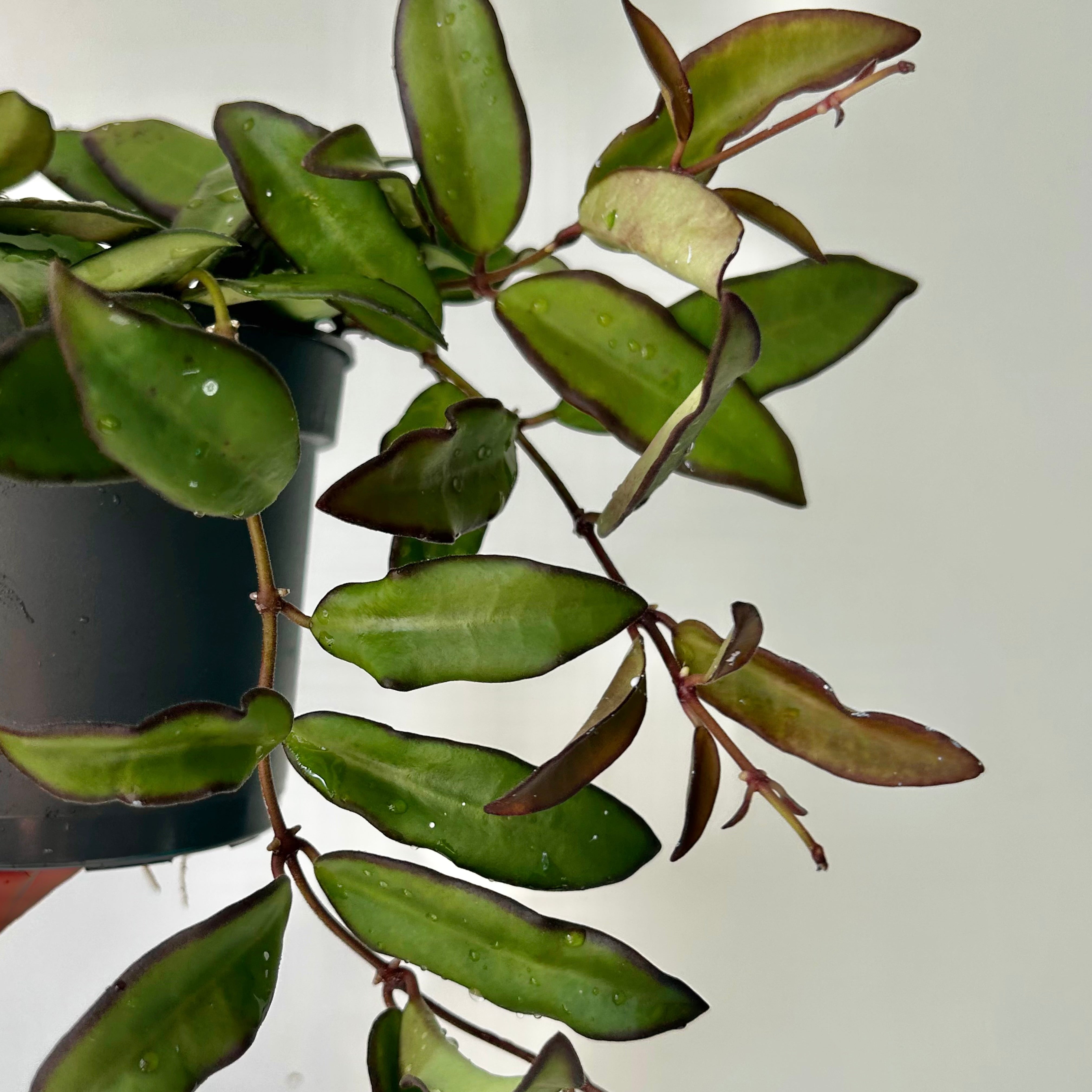 Hoya Rosita (H.wayetii X H.tsangii) 5”pot