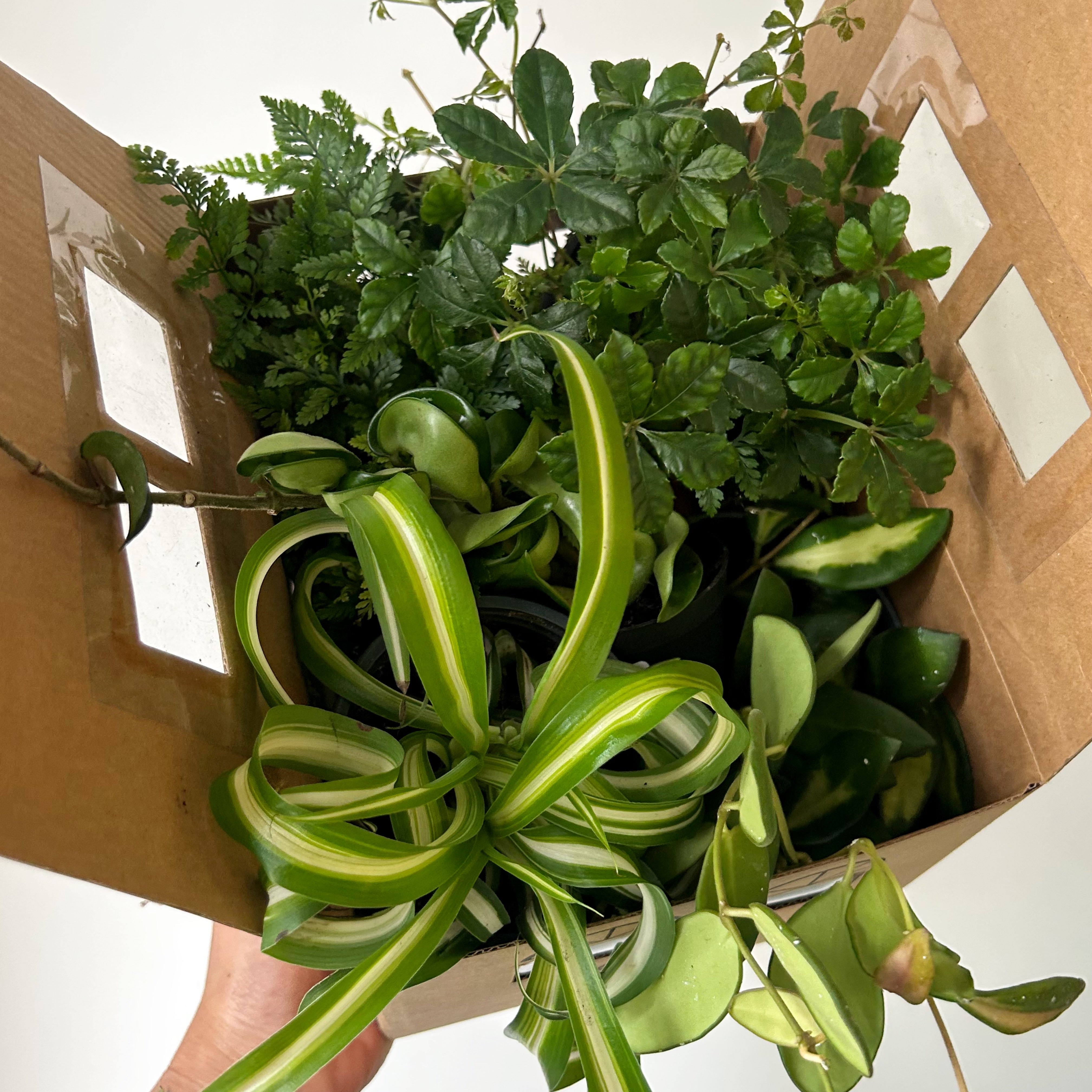 Botanical Box (4 Options) ONLINE PREORDER ONLY - not available in store.