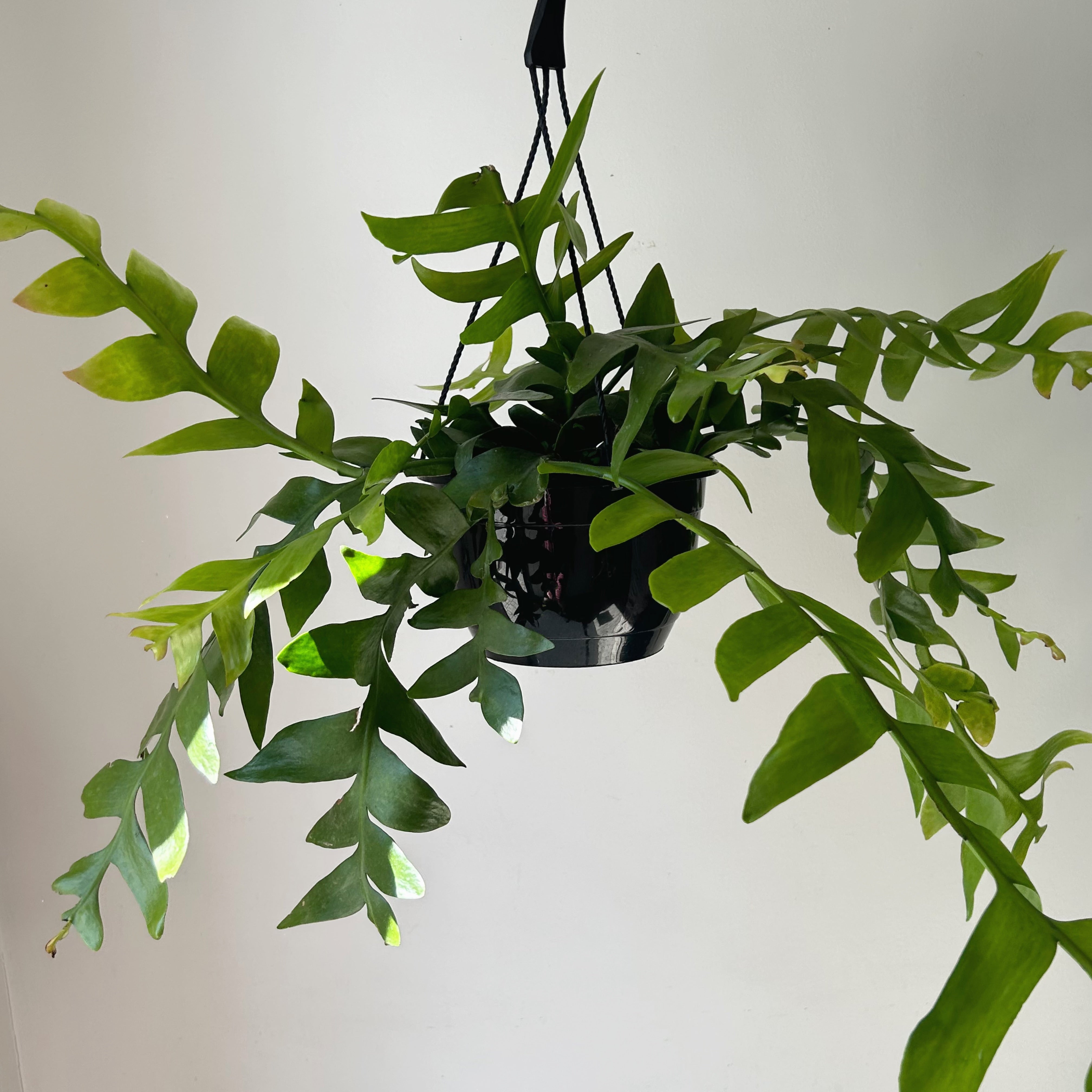 Fernleaf Orchid Cactus (selenicereus chrysocardium ) 10”hanging basket