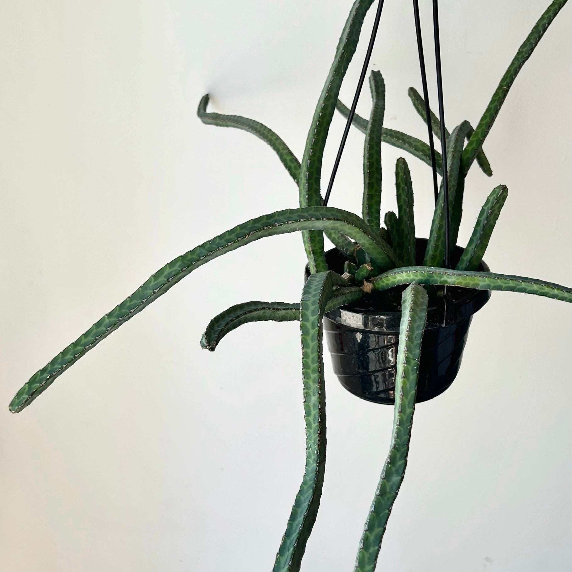 Euphorbia heterochroma 6” hanging basket