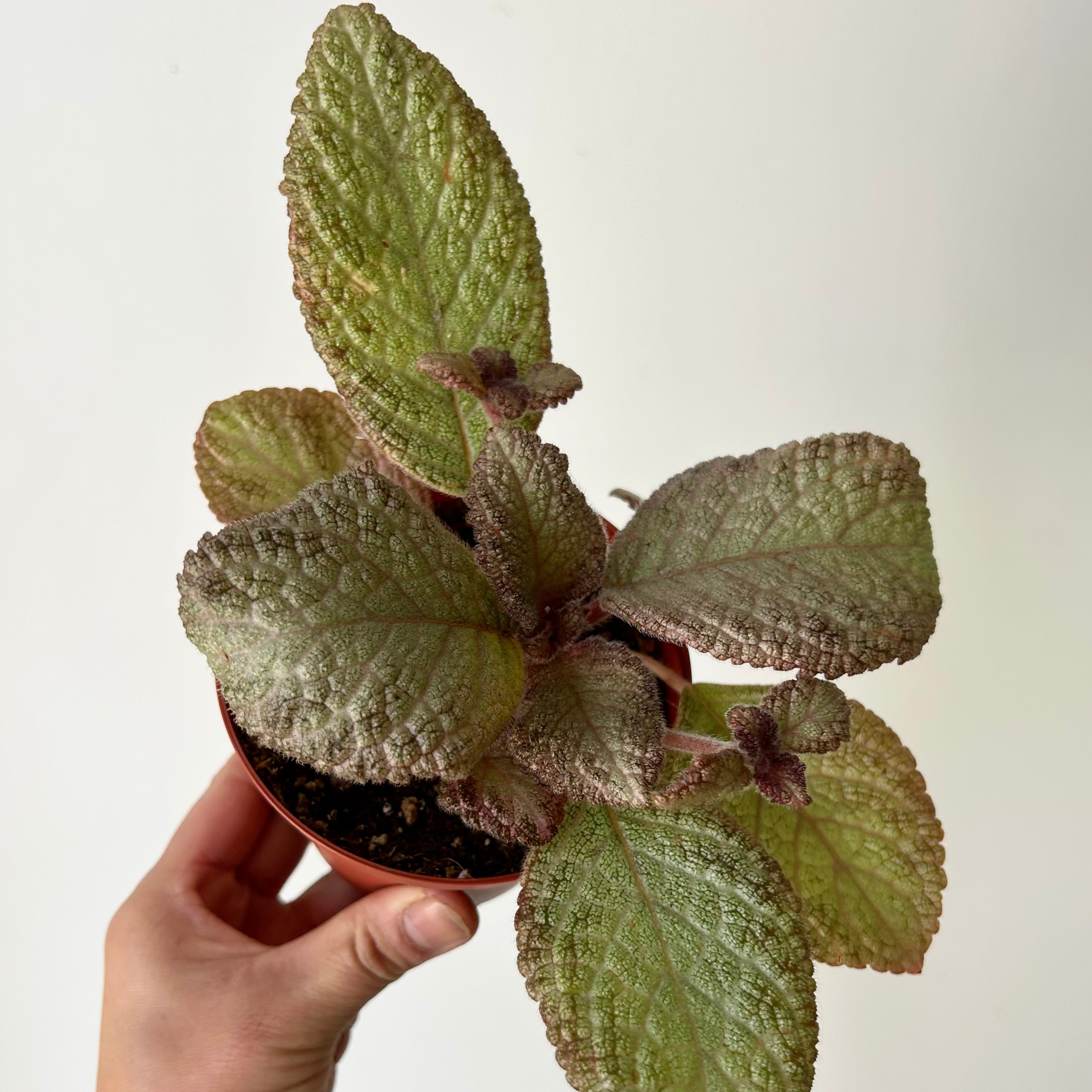 Episcia “Joy Sweet Pink” 4”pot