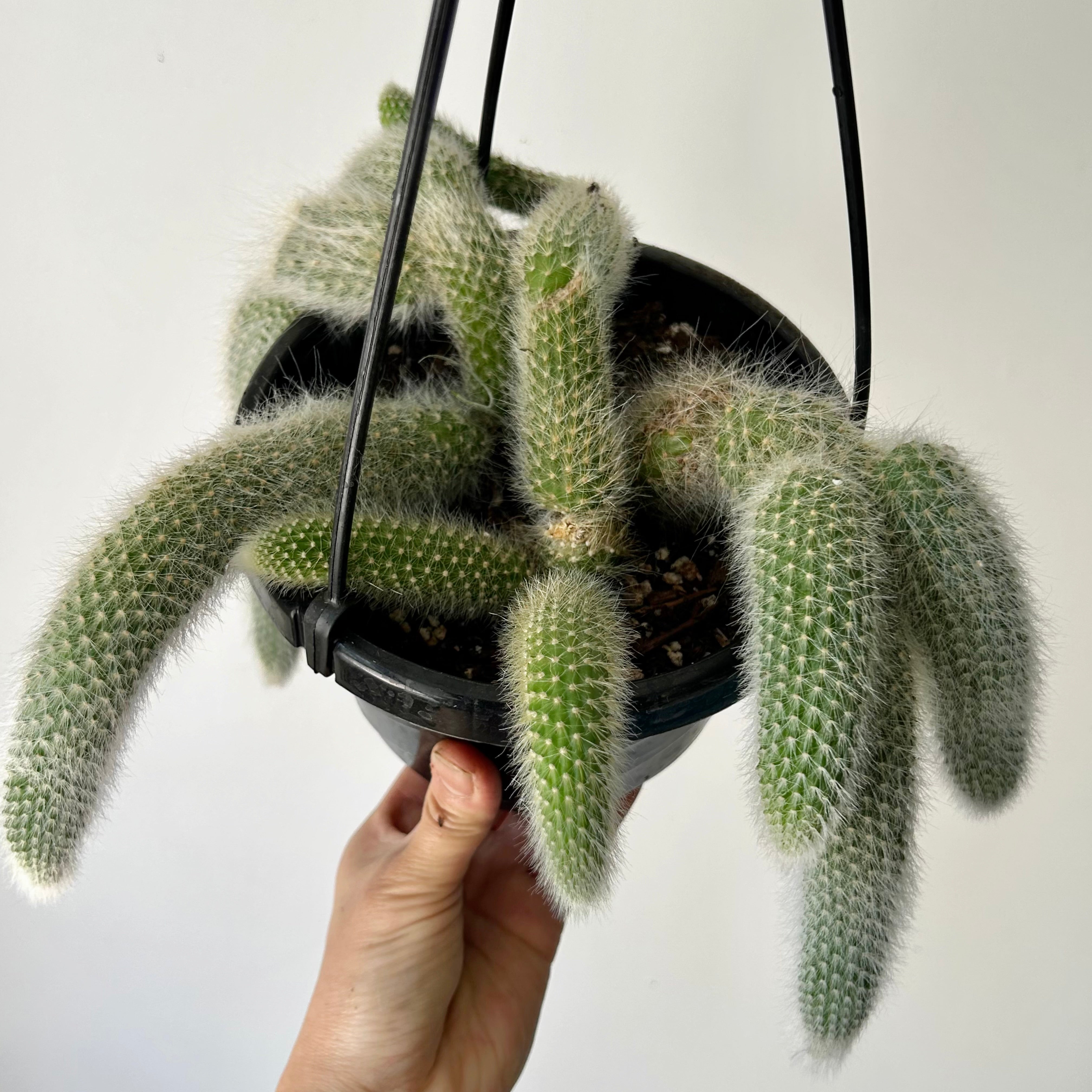 Monkey Tail Cactus (Cleistocactus colademononis) 6” hanging basket