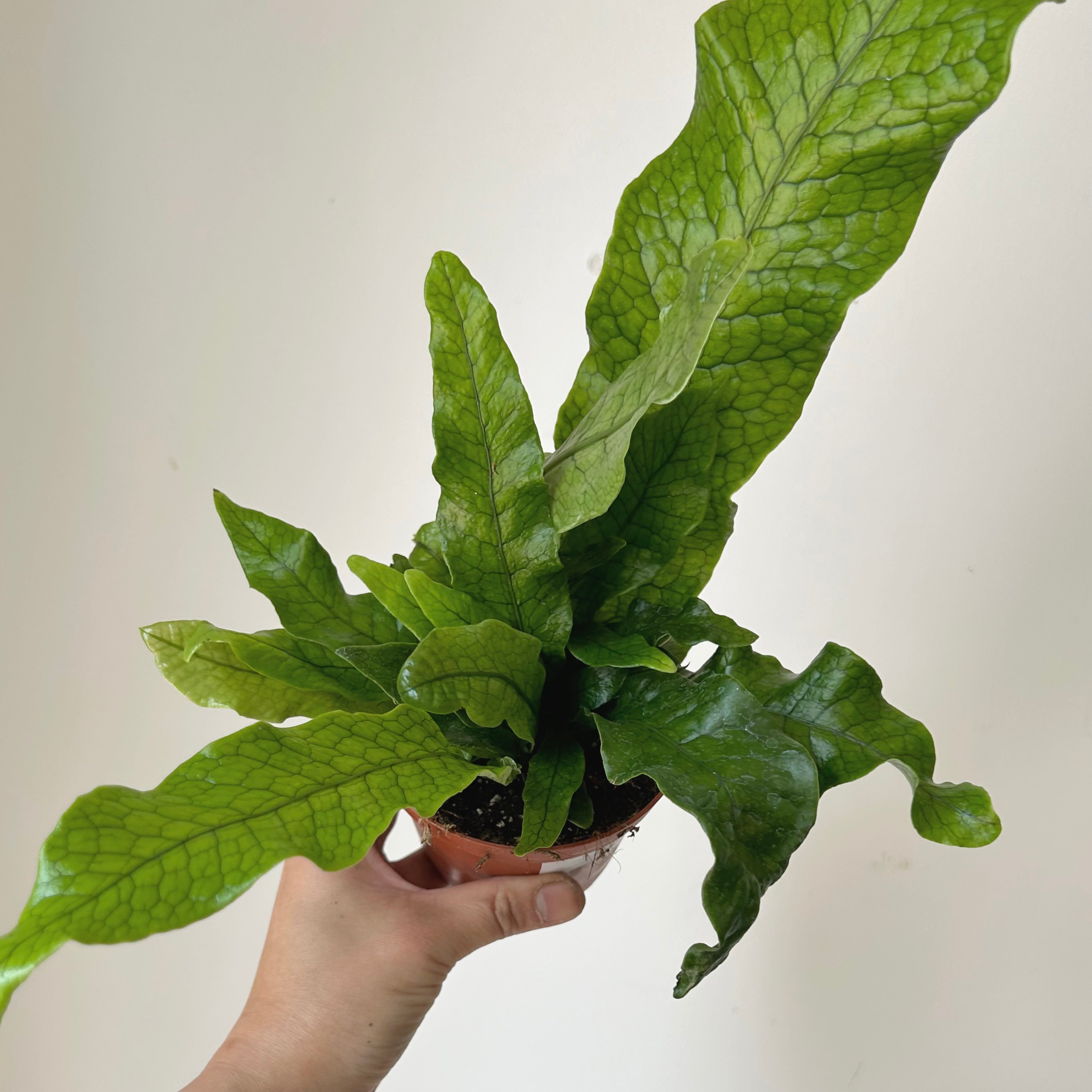 Crocodile Fern (Microsorum musifolium) 4”pot