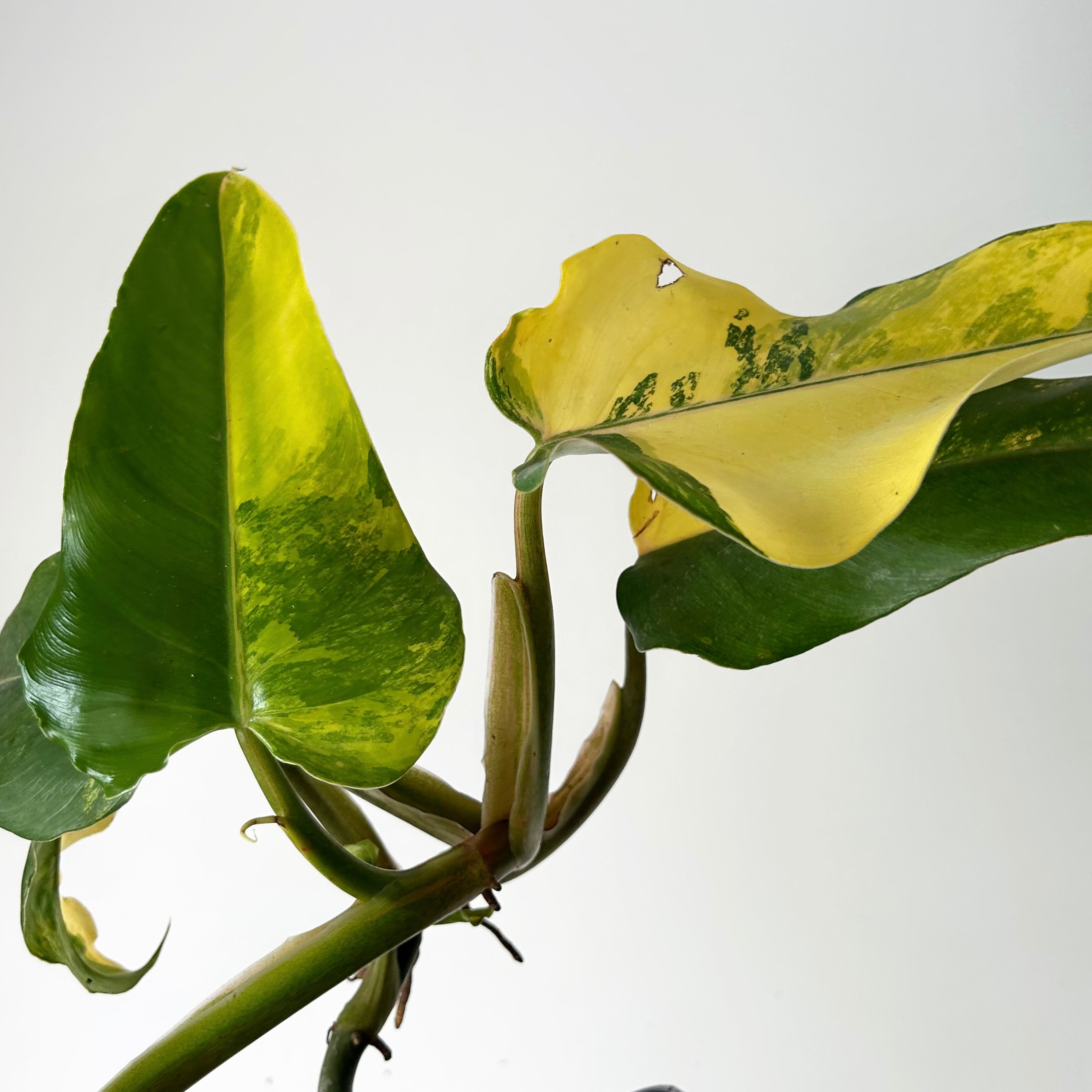 Variegated Philodendron domesticum on trellis 4” pot