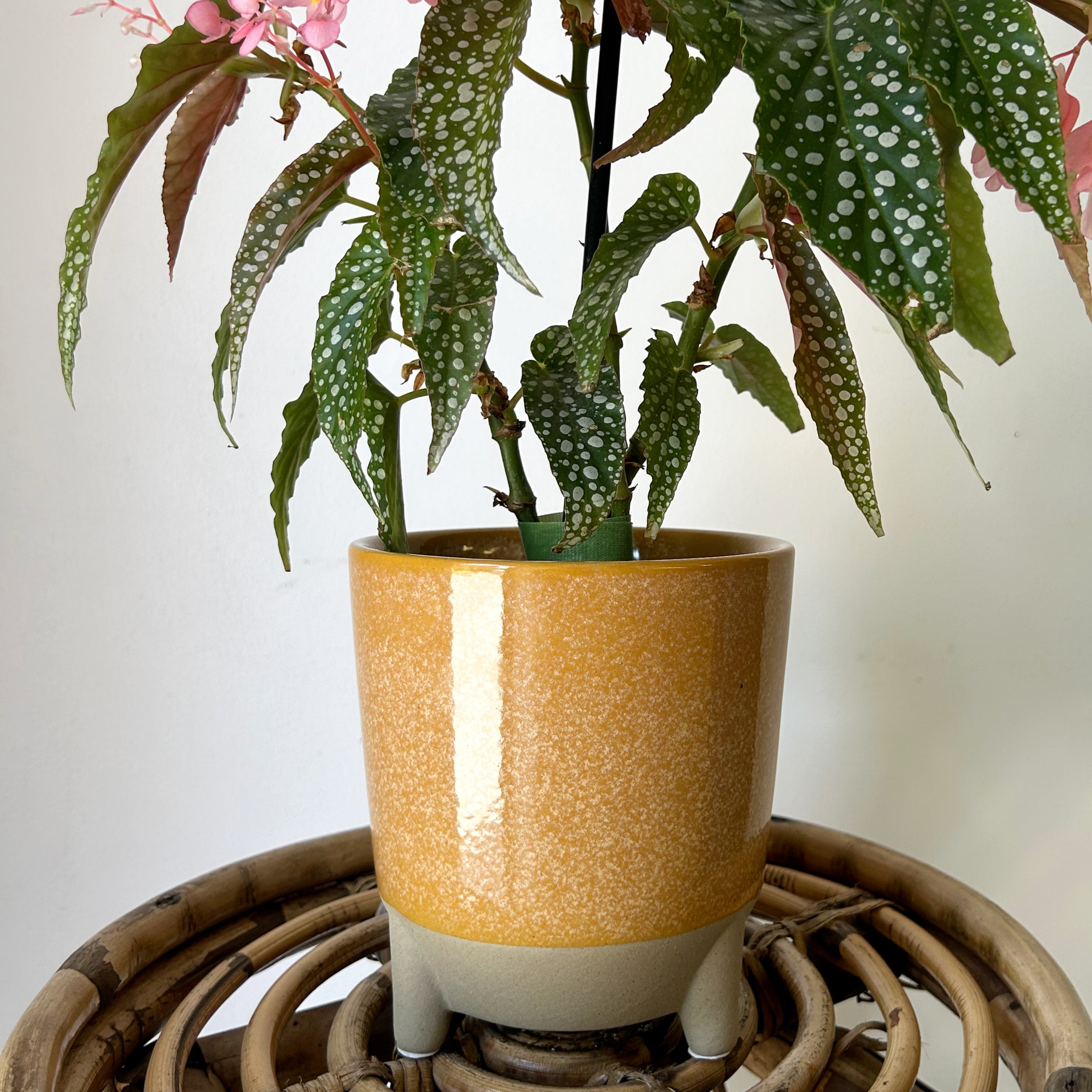 GEMMA Decorative Ceramic Footed Planter (5”x5.25”) SQUASH YELLOW