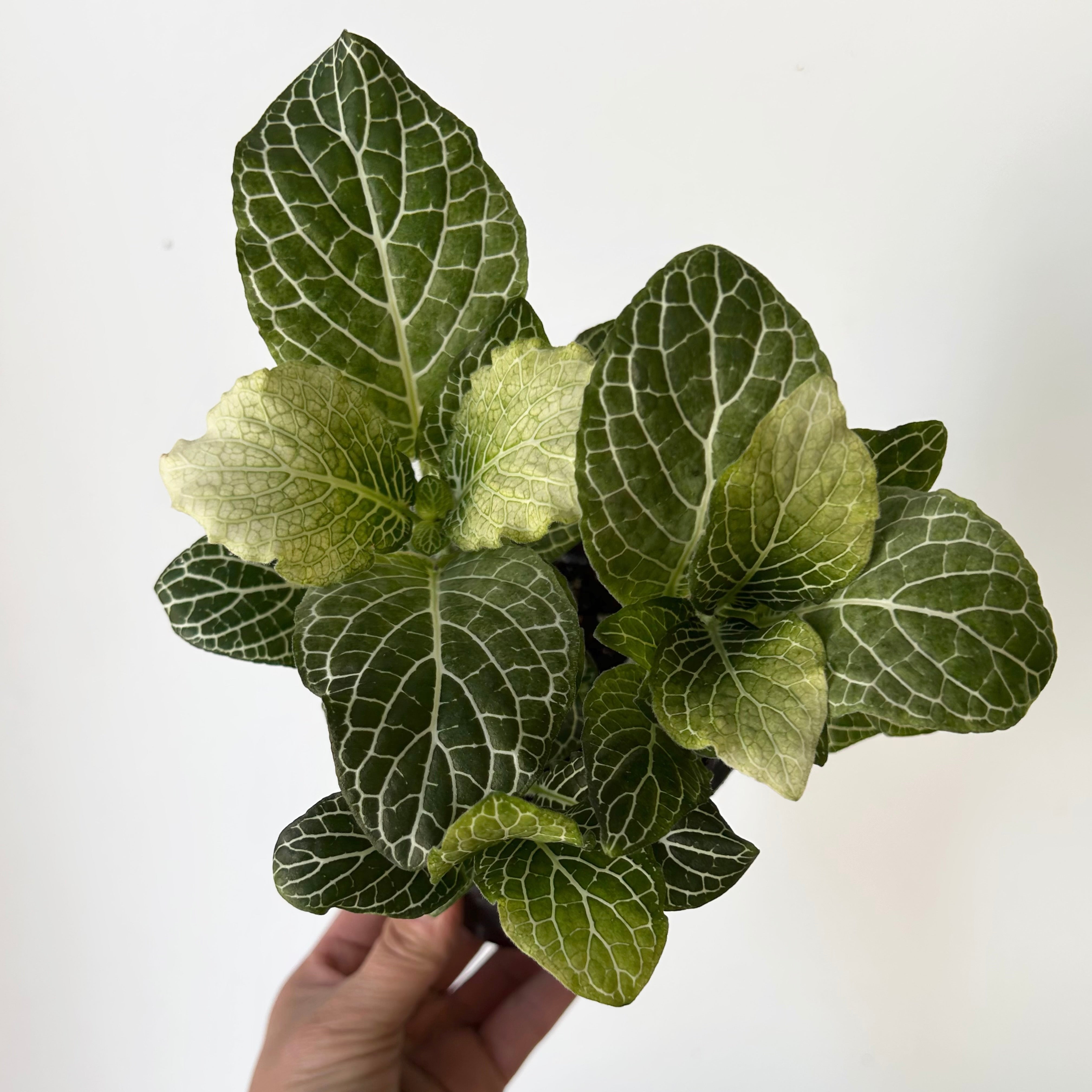 Nerve Plant (Fittonia) 4”pot