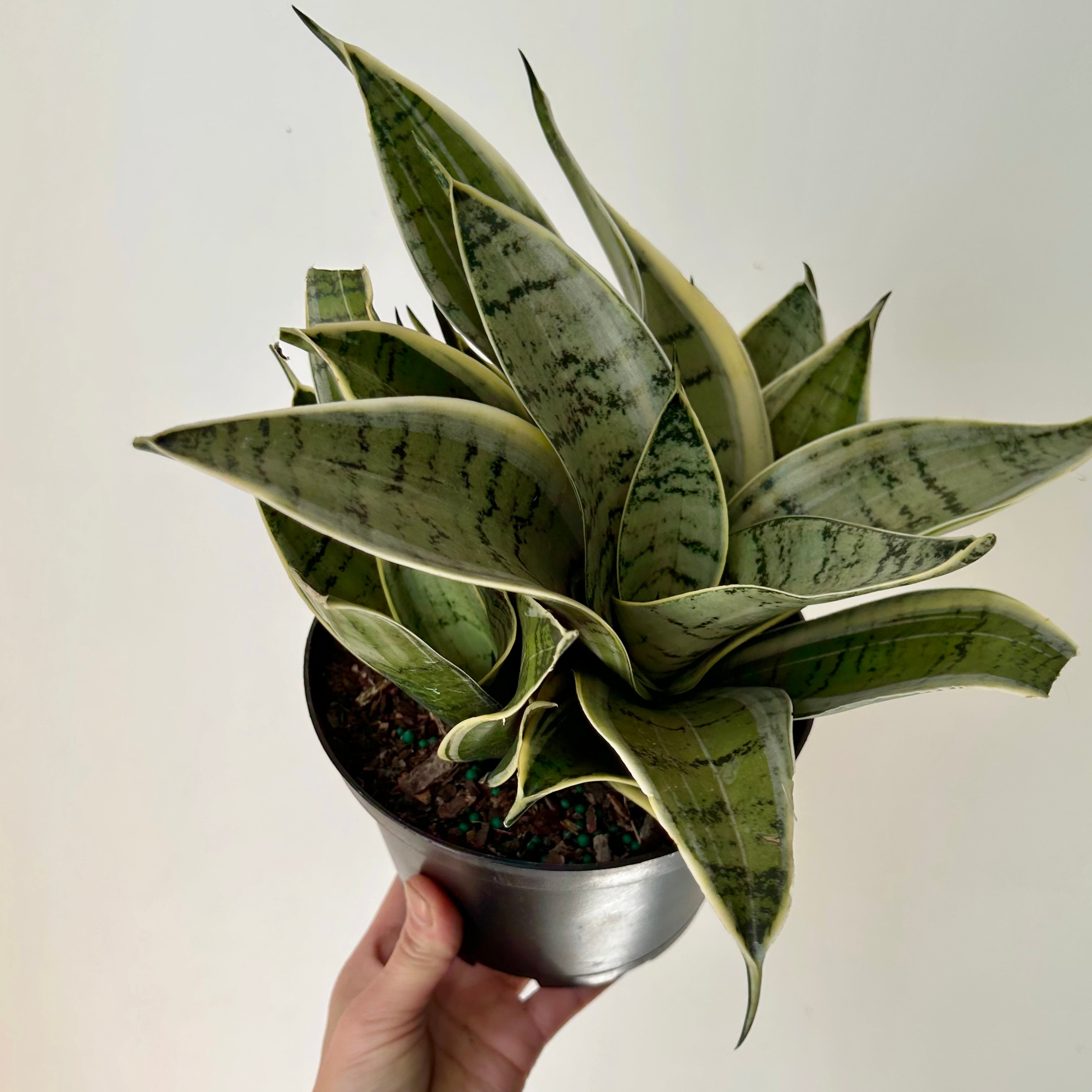 Sansevieria "Night Owl" 6” pot