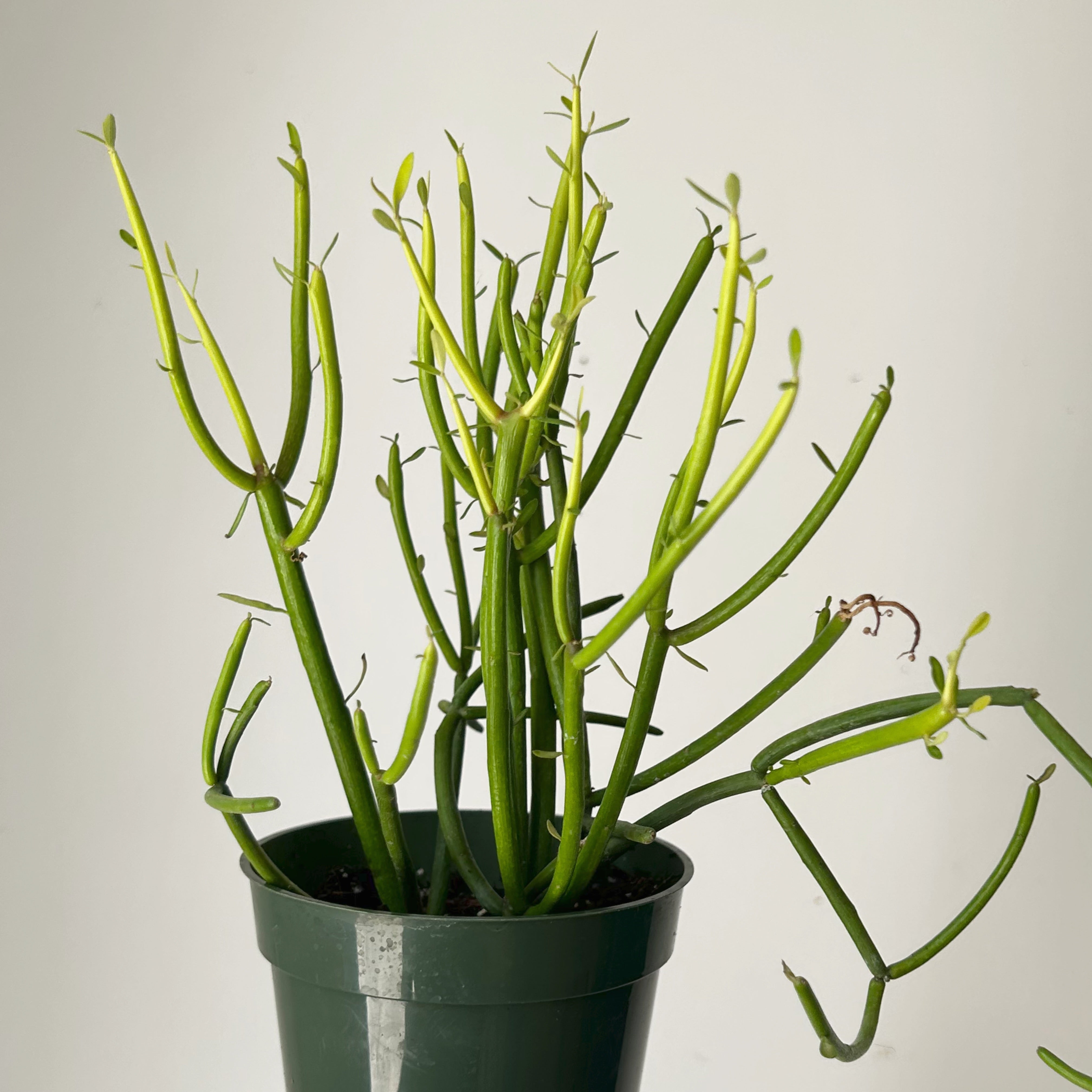 Firestick Pencil Cactus (Euphorbia Tirucalli) 4”pot
