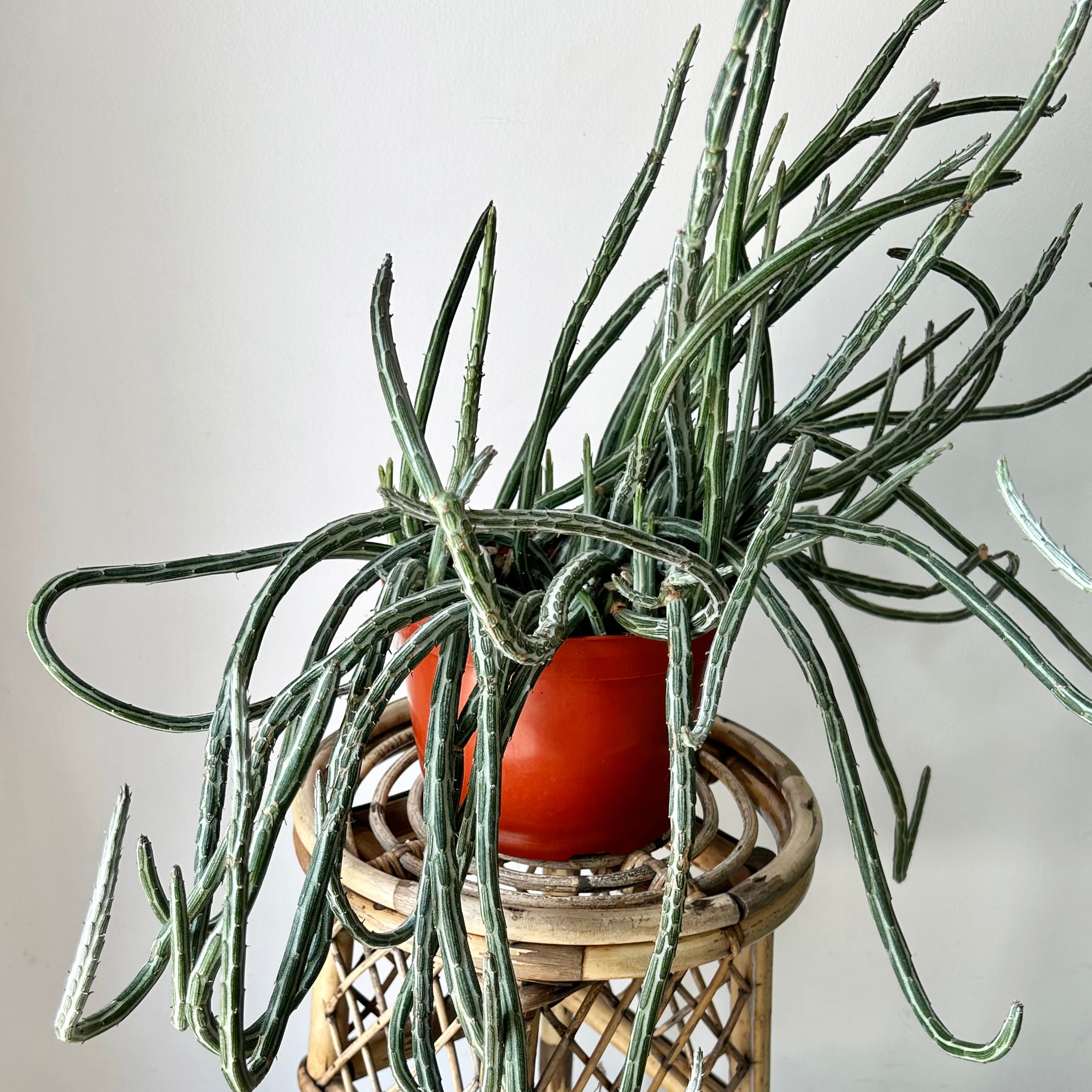 Senecio Stapeliiformis 8” pot