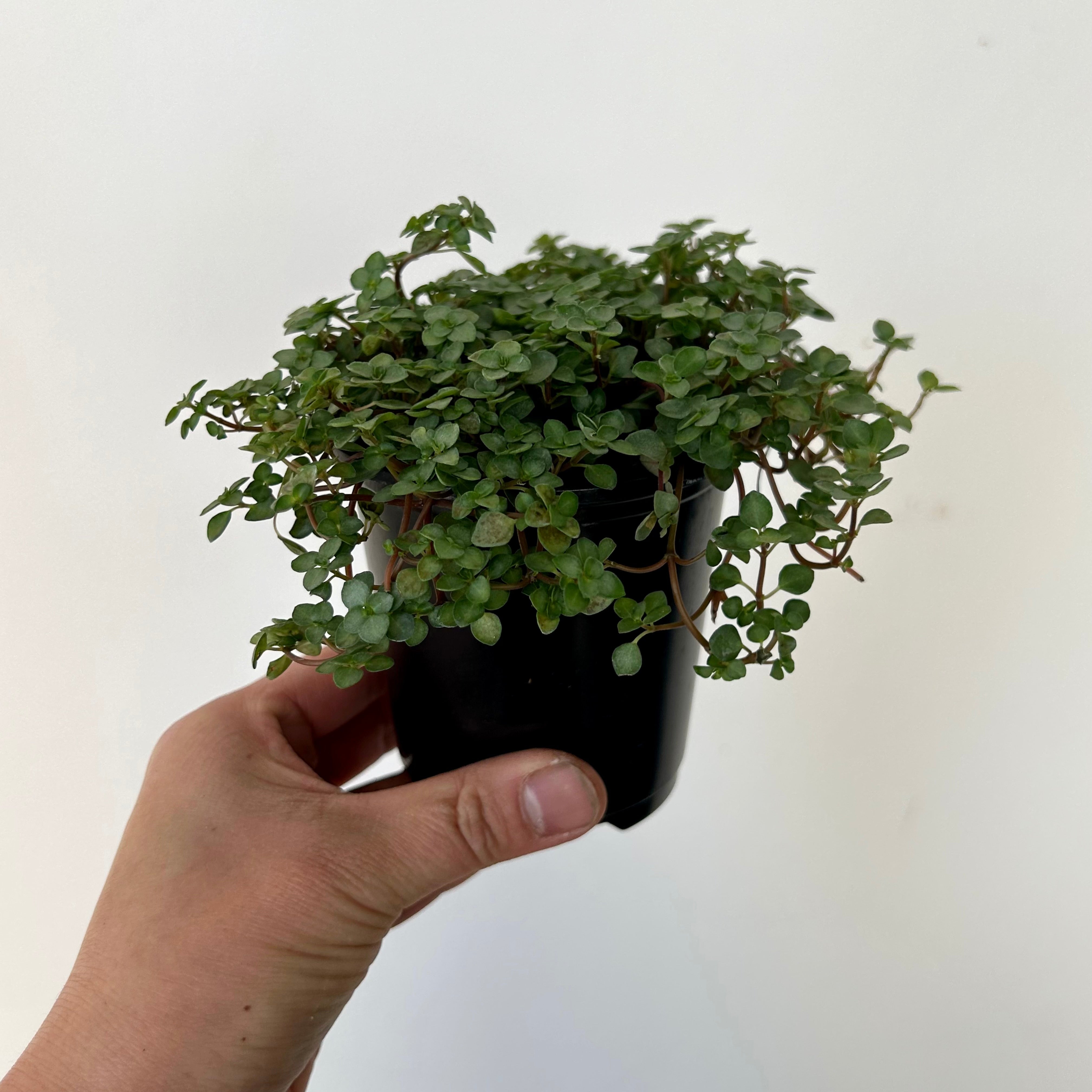 Pilea glauca “Aquamarine” 3.5” pot