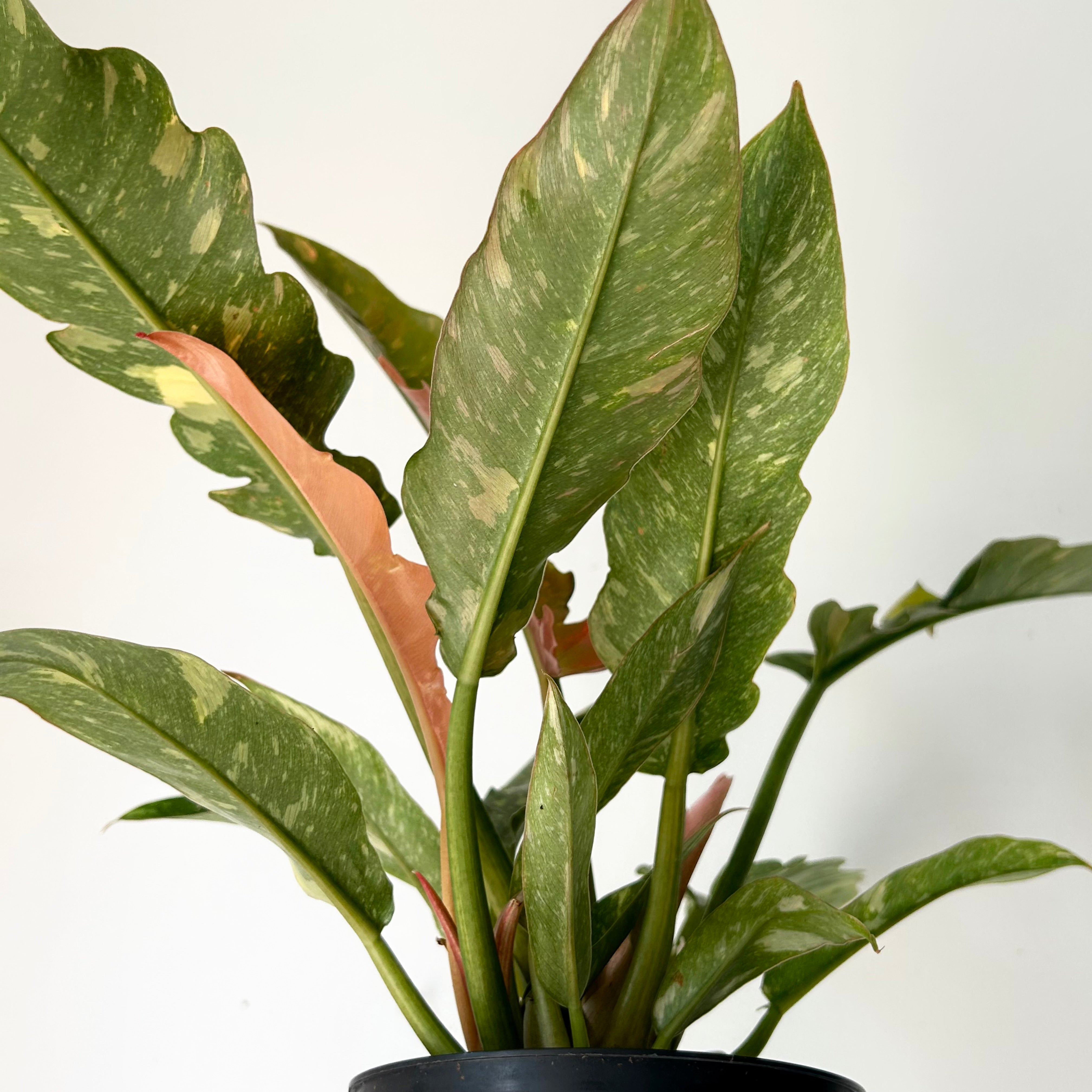 Philodendron "Ring of Fire" 6” pot