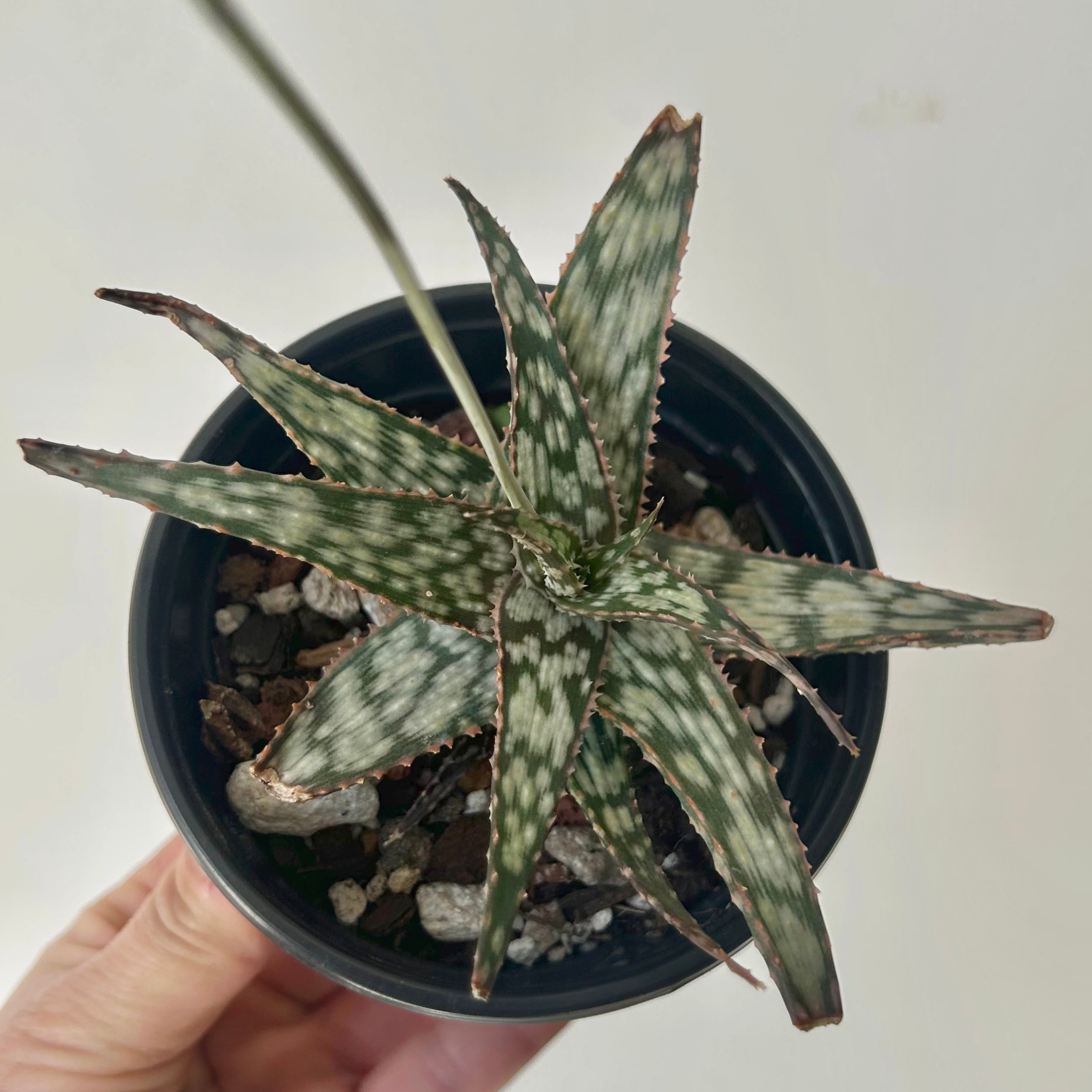 Aloe “Snowflake” 3.5” pot