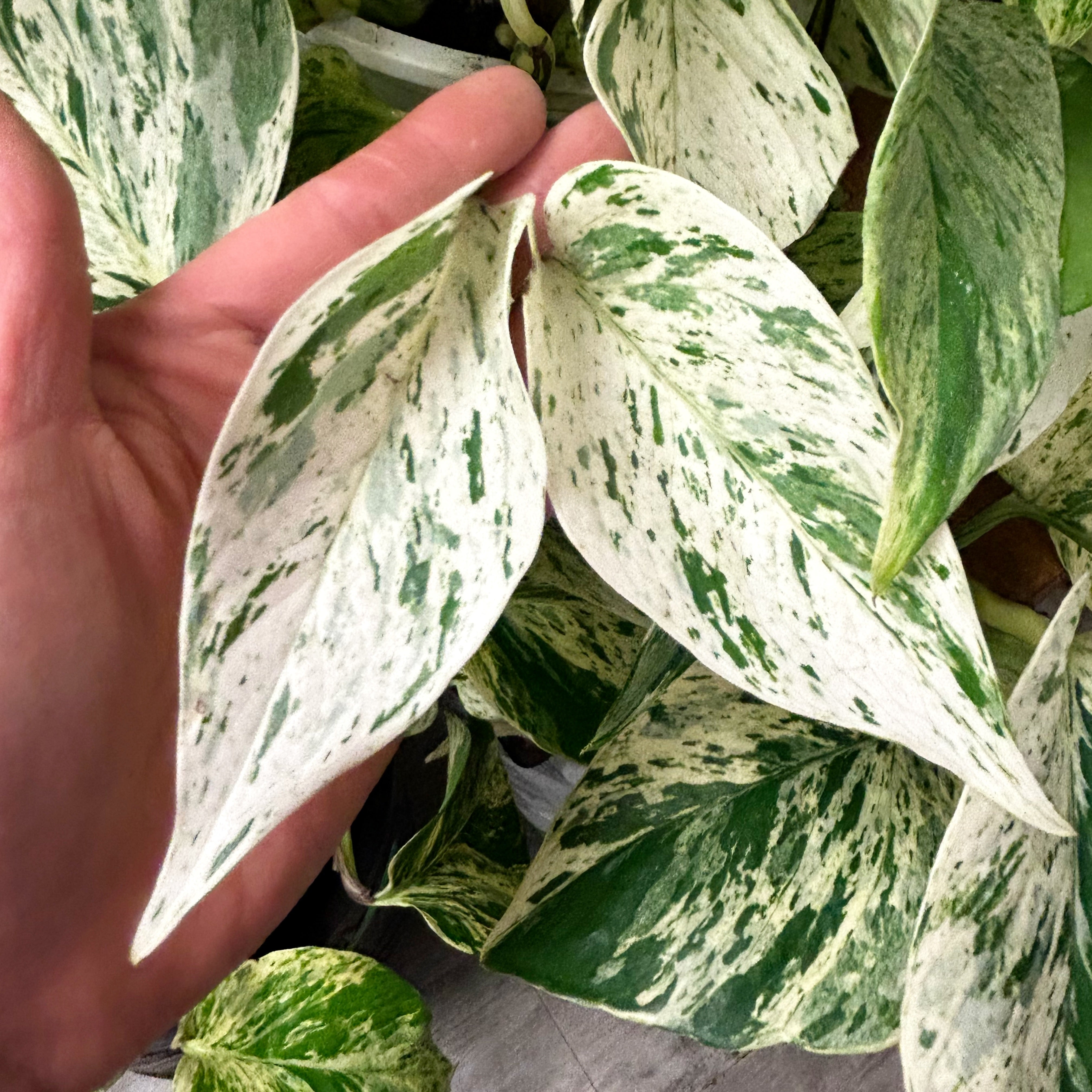 Pothos "Snow Queen" 8” hanging basket