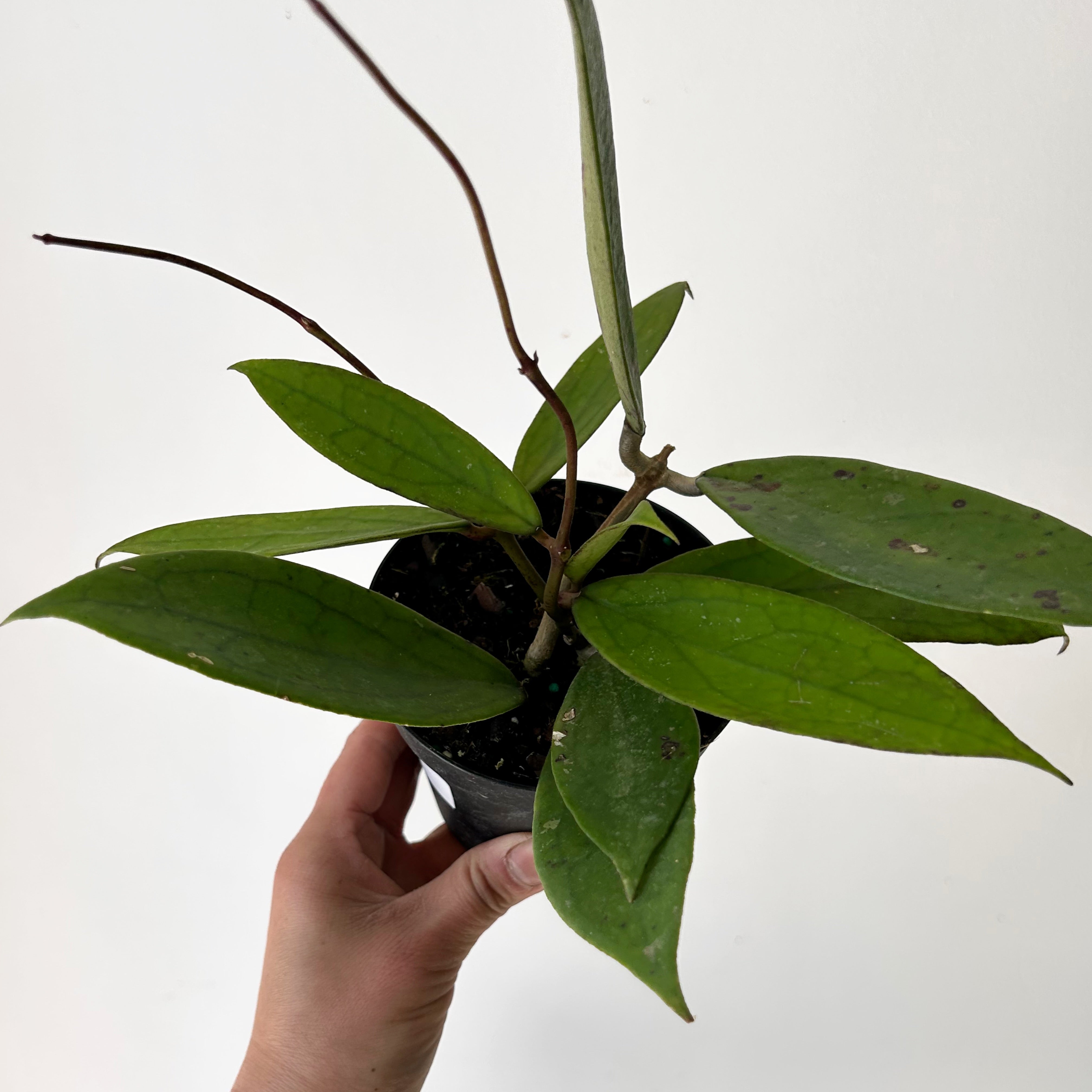 Hoya “Jennifer” (H. incrassataXH. finlaysonii) 4” pot