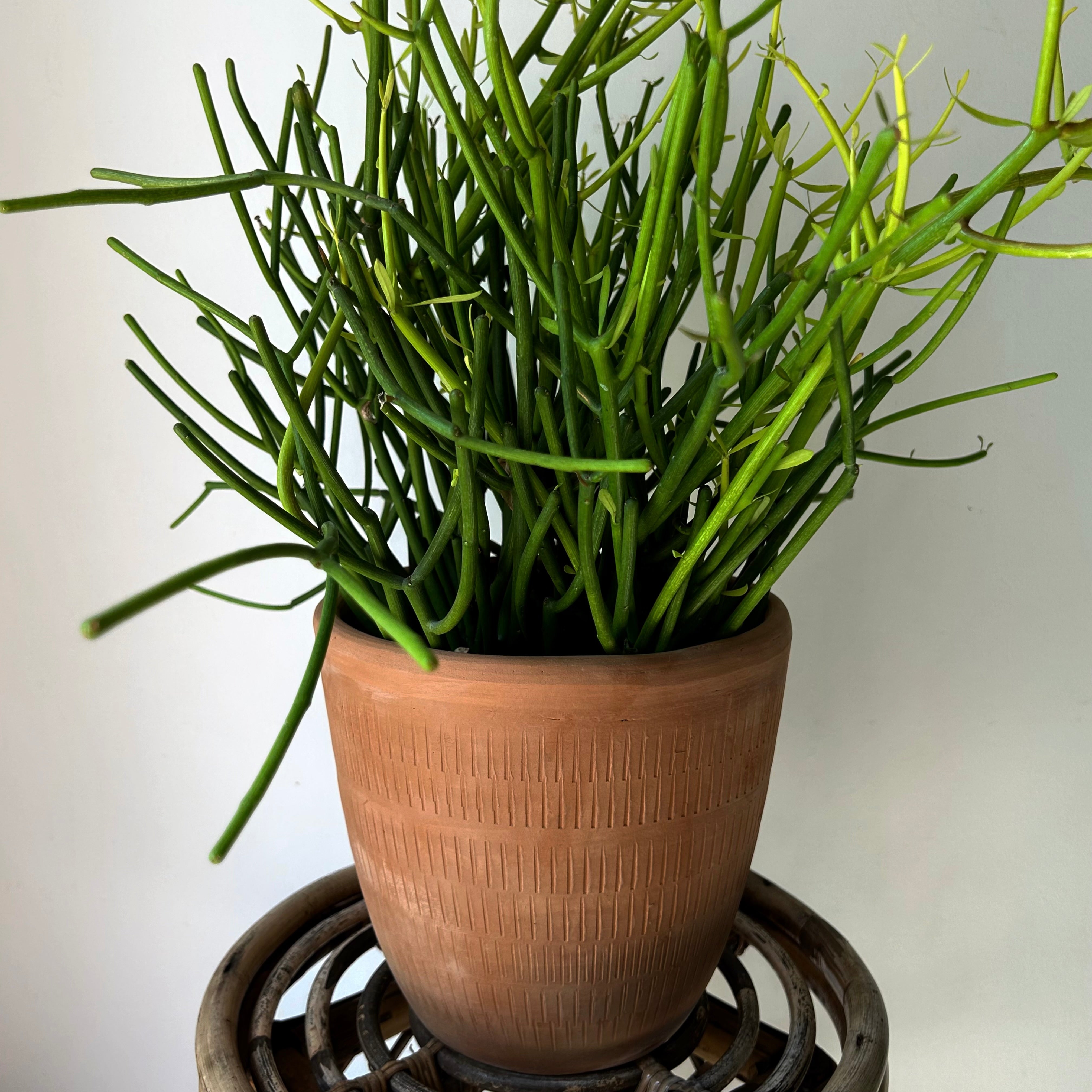 CALICO Decorative Clay pot (available in two sizes)