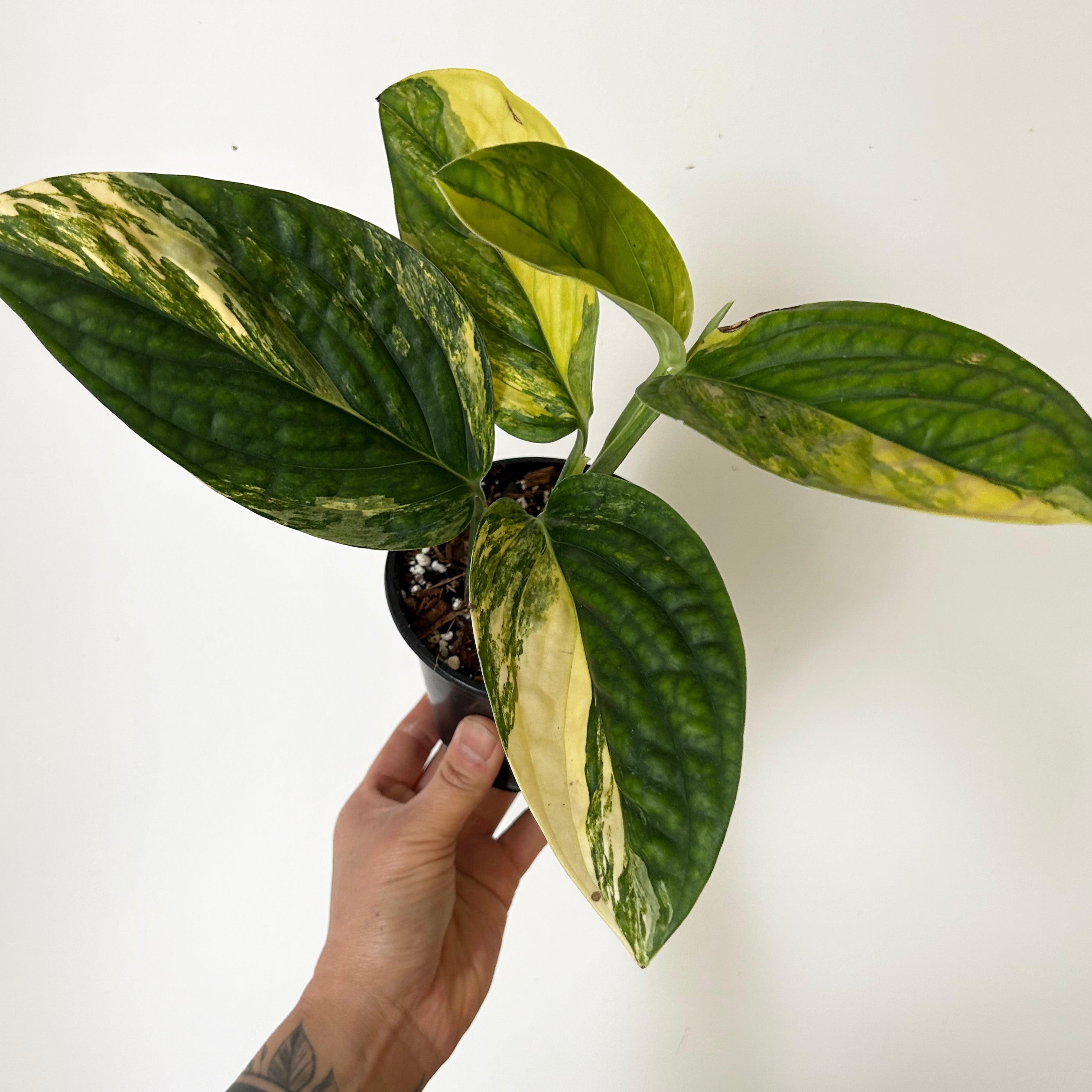 Variegated Monstera Peru ( Karstenianum) 4”pot