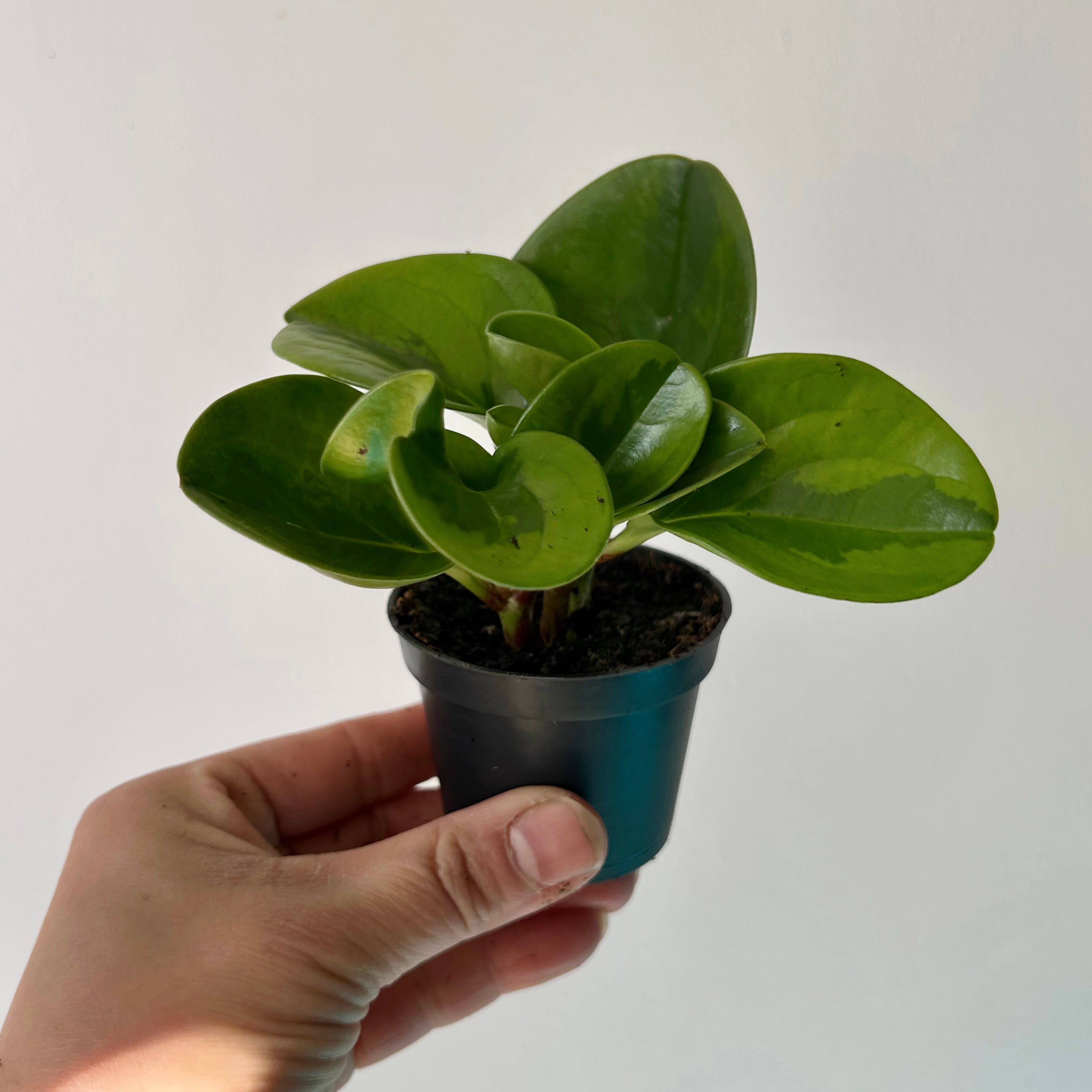 Variegated Peperomia obtusifolia “Lemon Lime” 2.5" pot