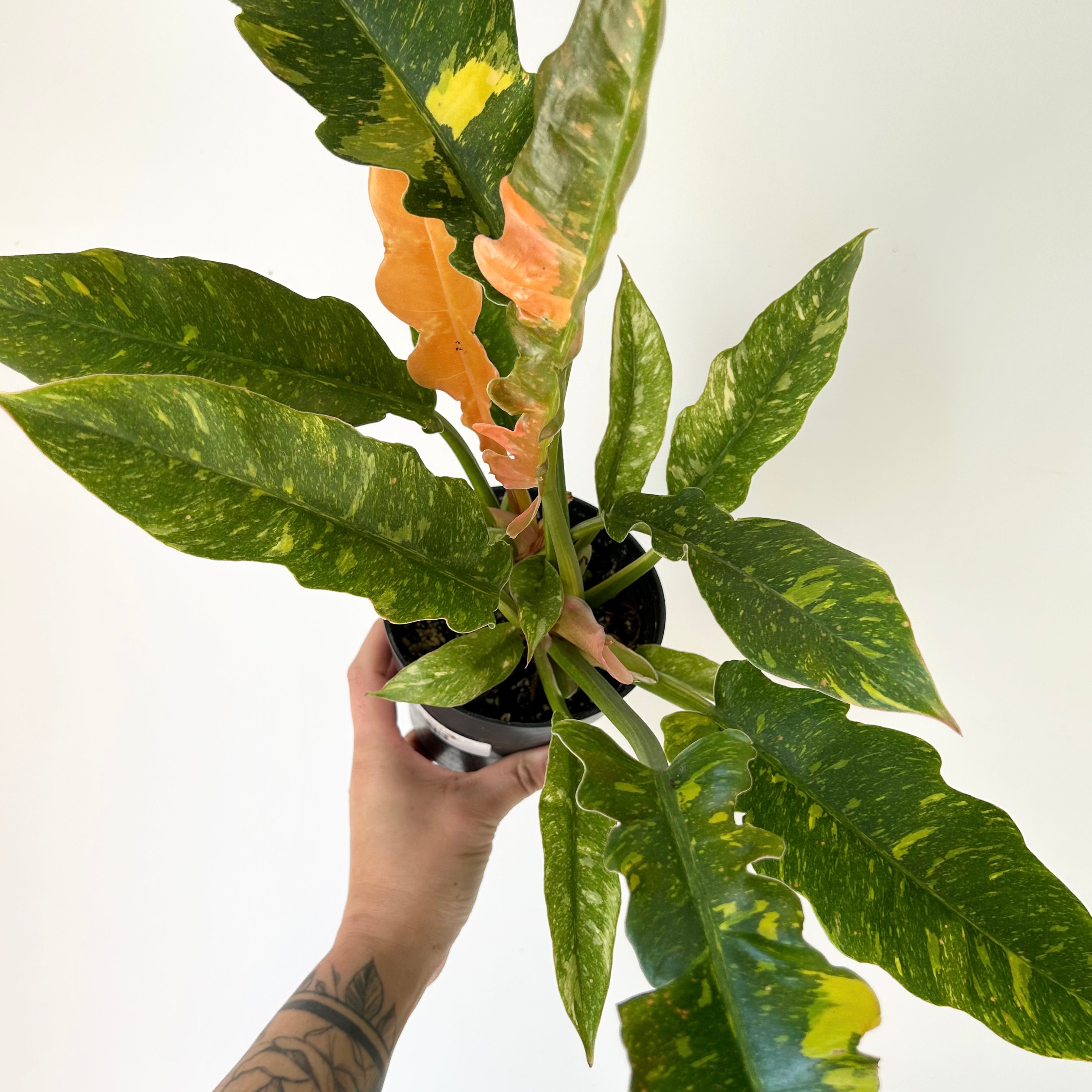 Philodendron "Ring of Fire" 6” pot