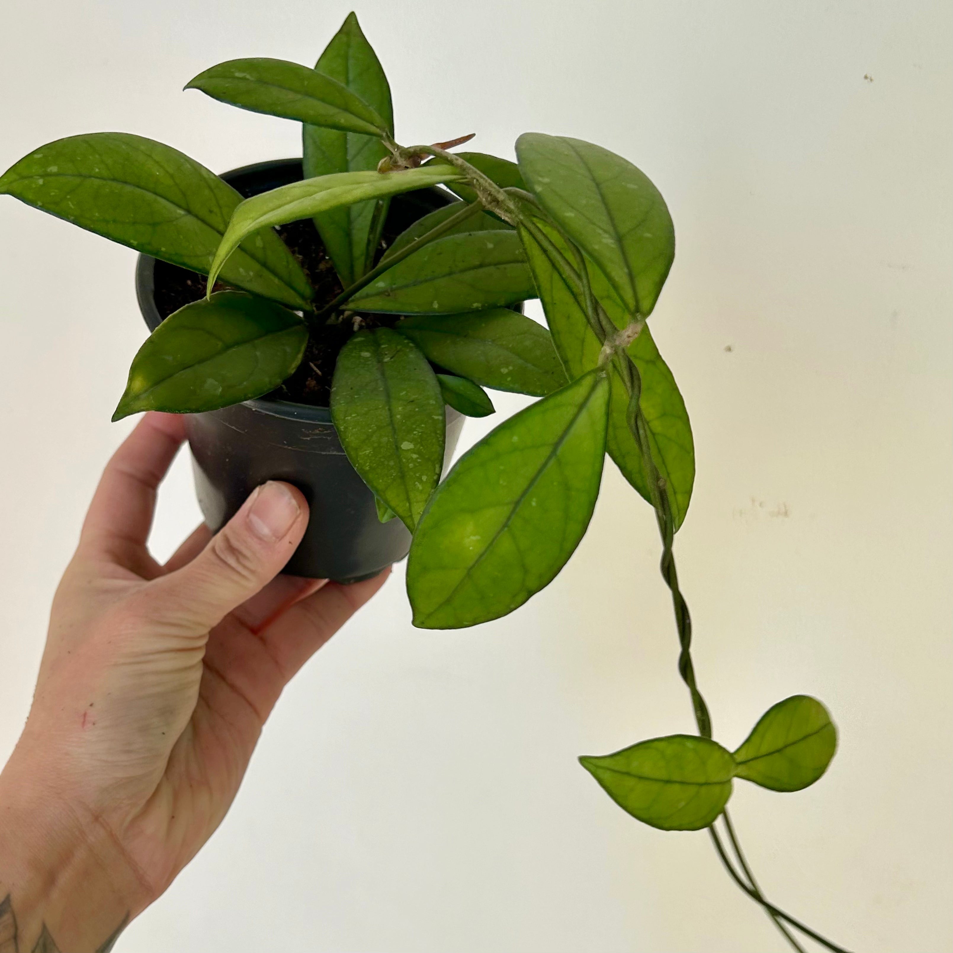 Hoya Crassipetiolata 4”pot