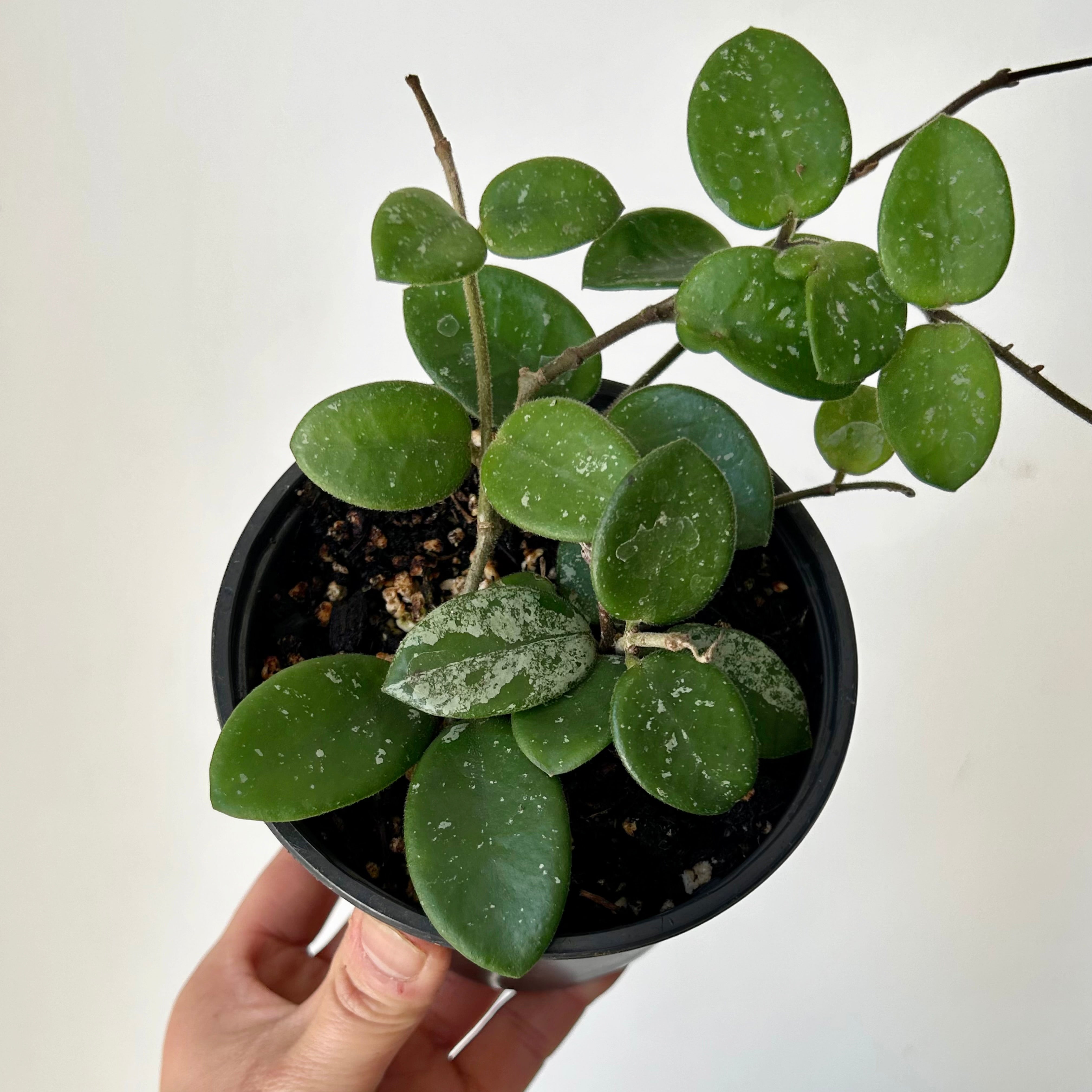 Hoya Mathilde 4”pot