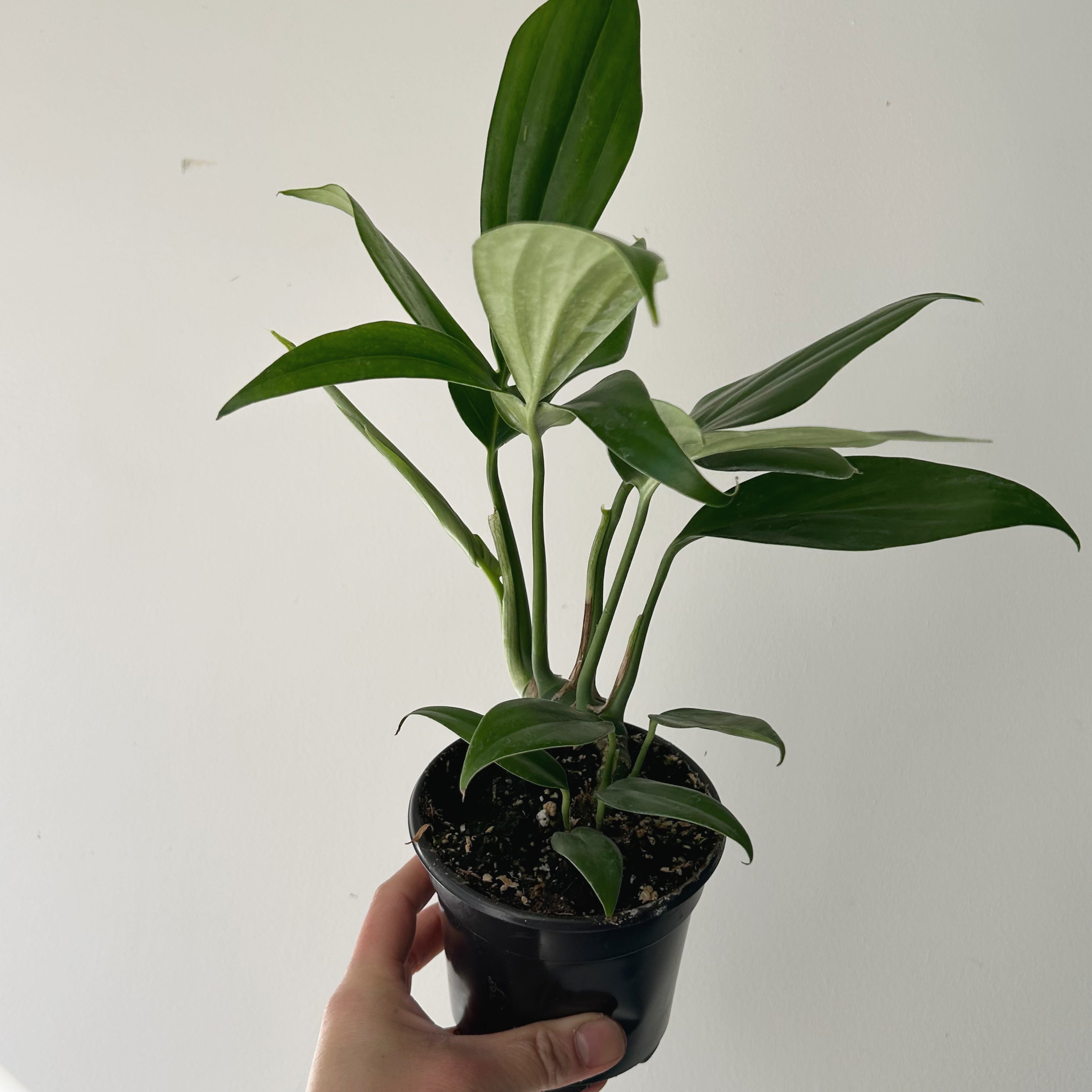 Dragon Tail Plant (Rhaphidophora Decursiva) 3.5”pot