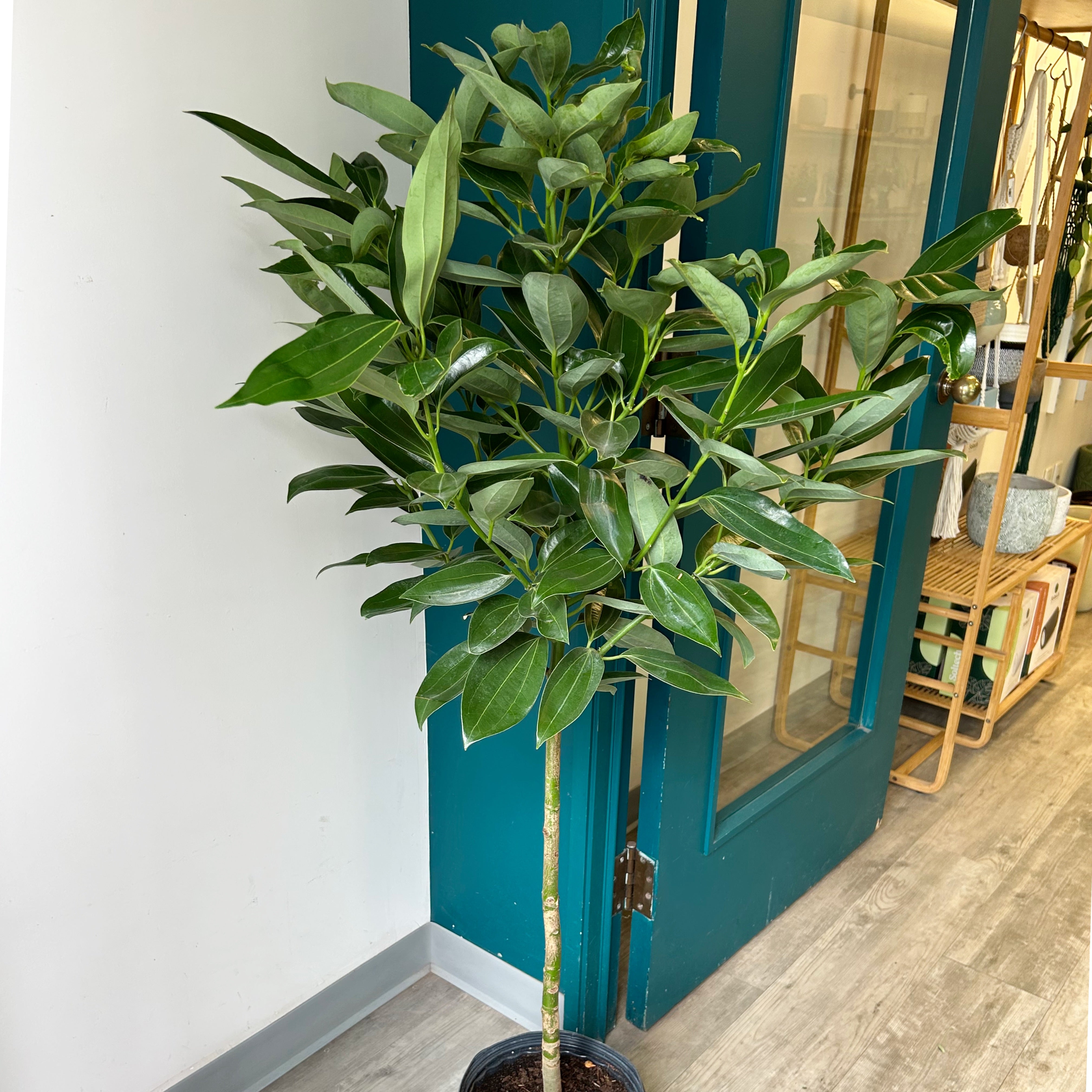 Cinnamon Tree approximately 5ft tall in 10” pot
