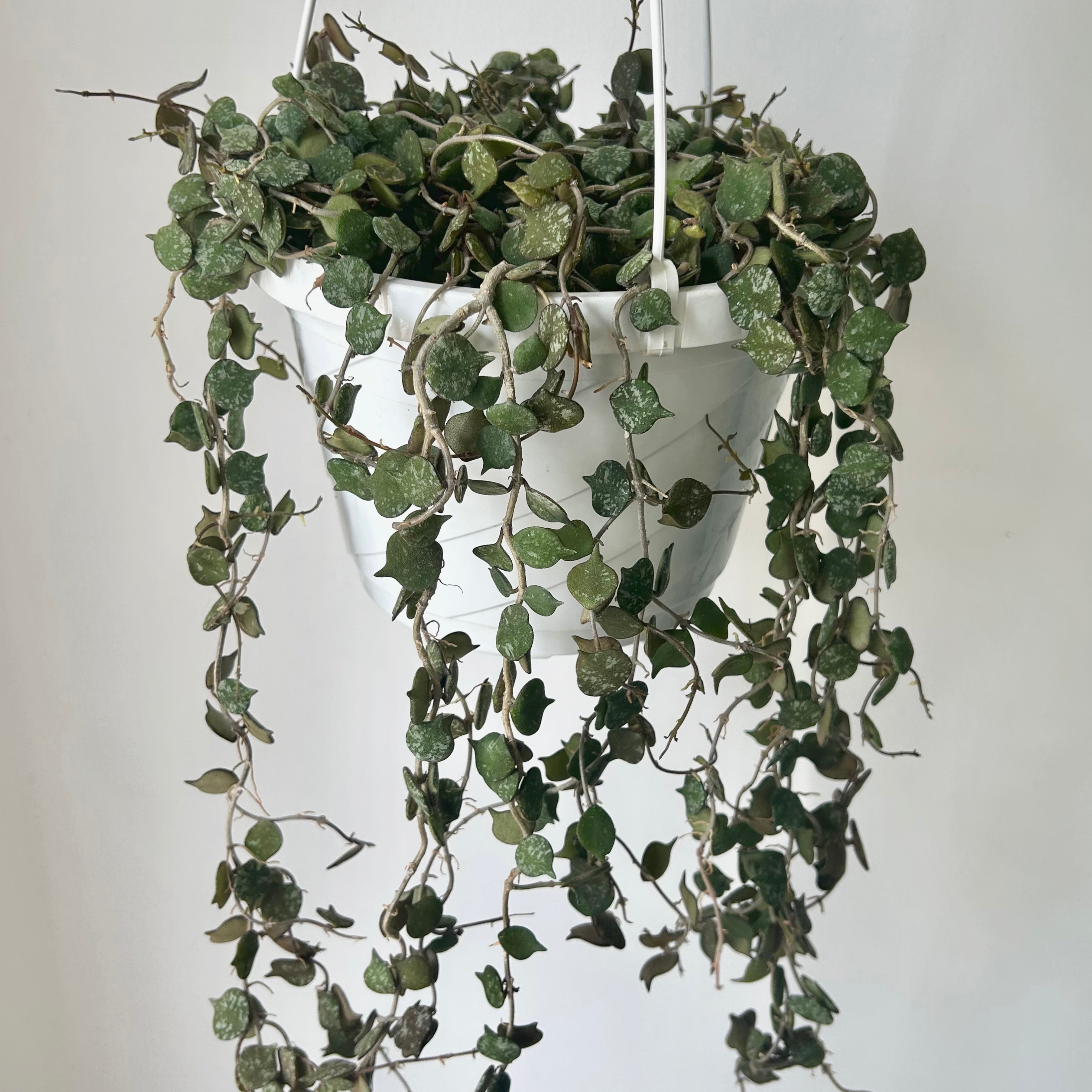 Hoya Curtisii 8" hanging basket