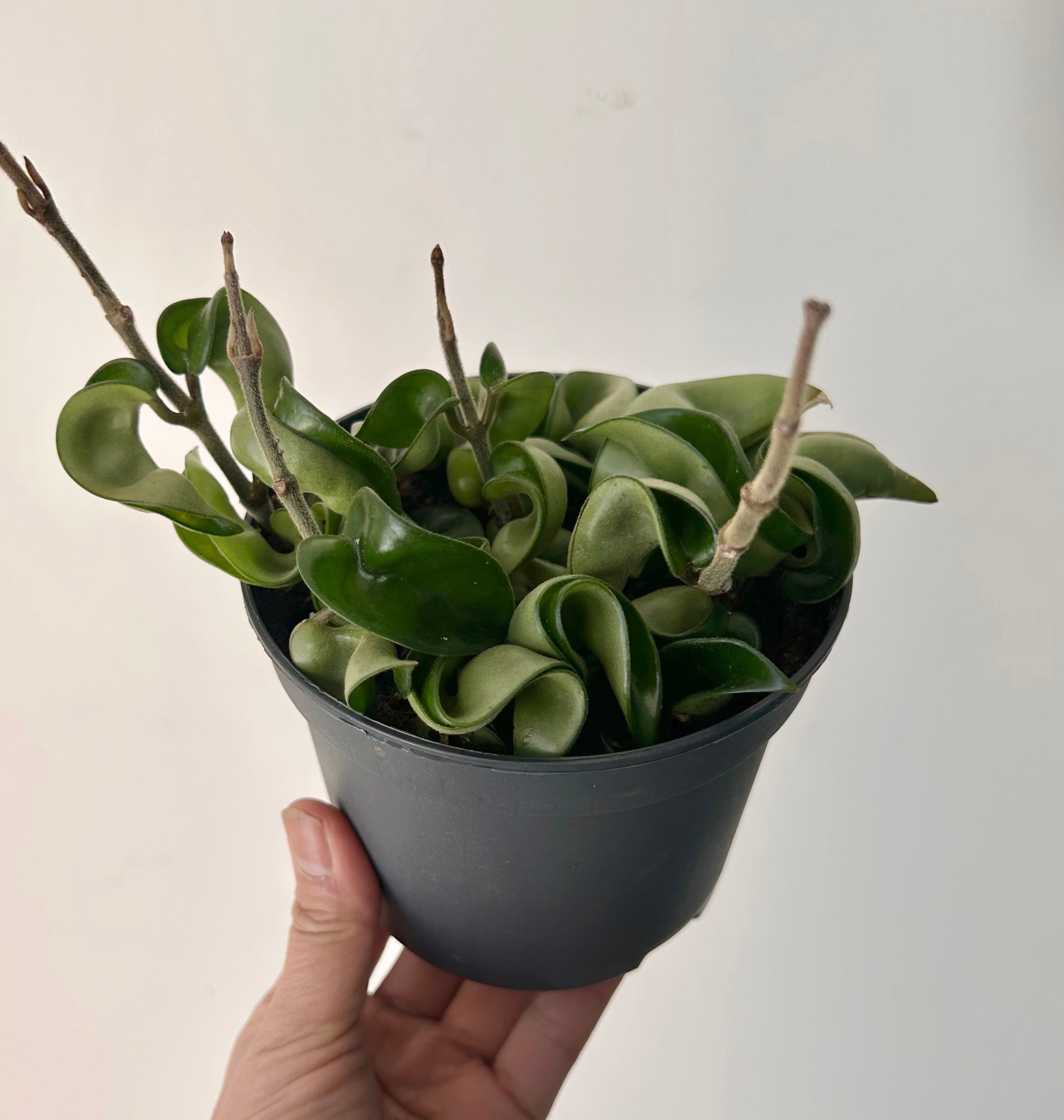 Rope Hoya (Carnosa compacta) 5” pot