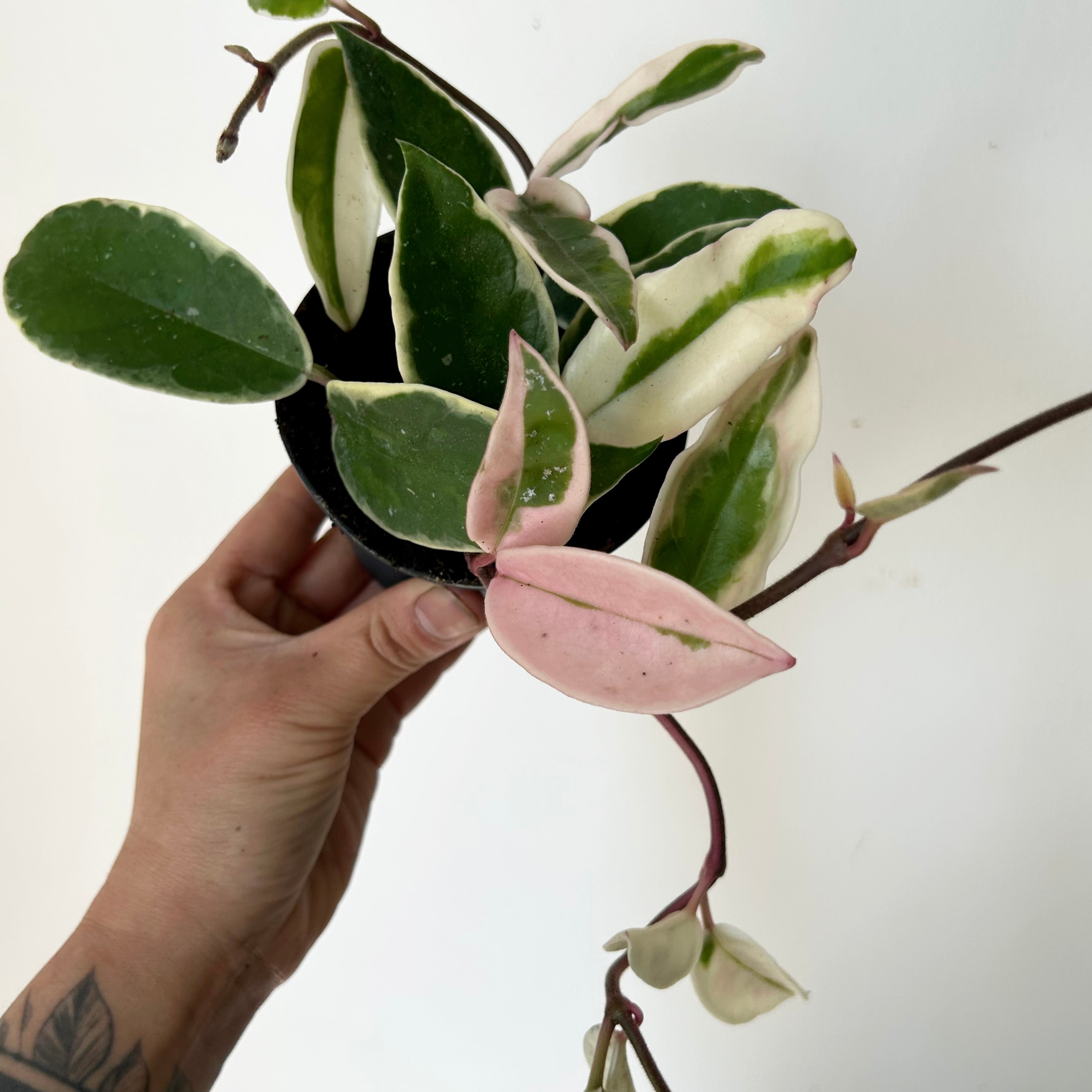 Hoya carnosa "Krimson Queen” 3.5”pot