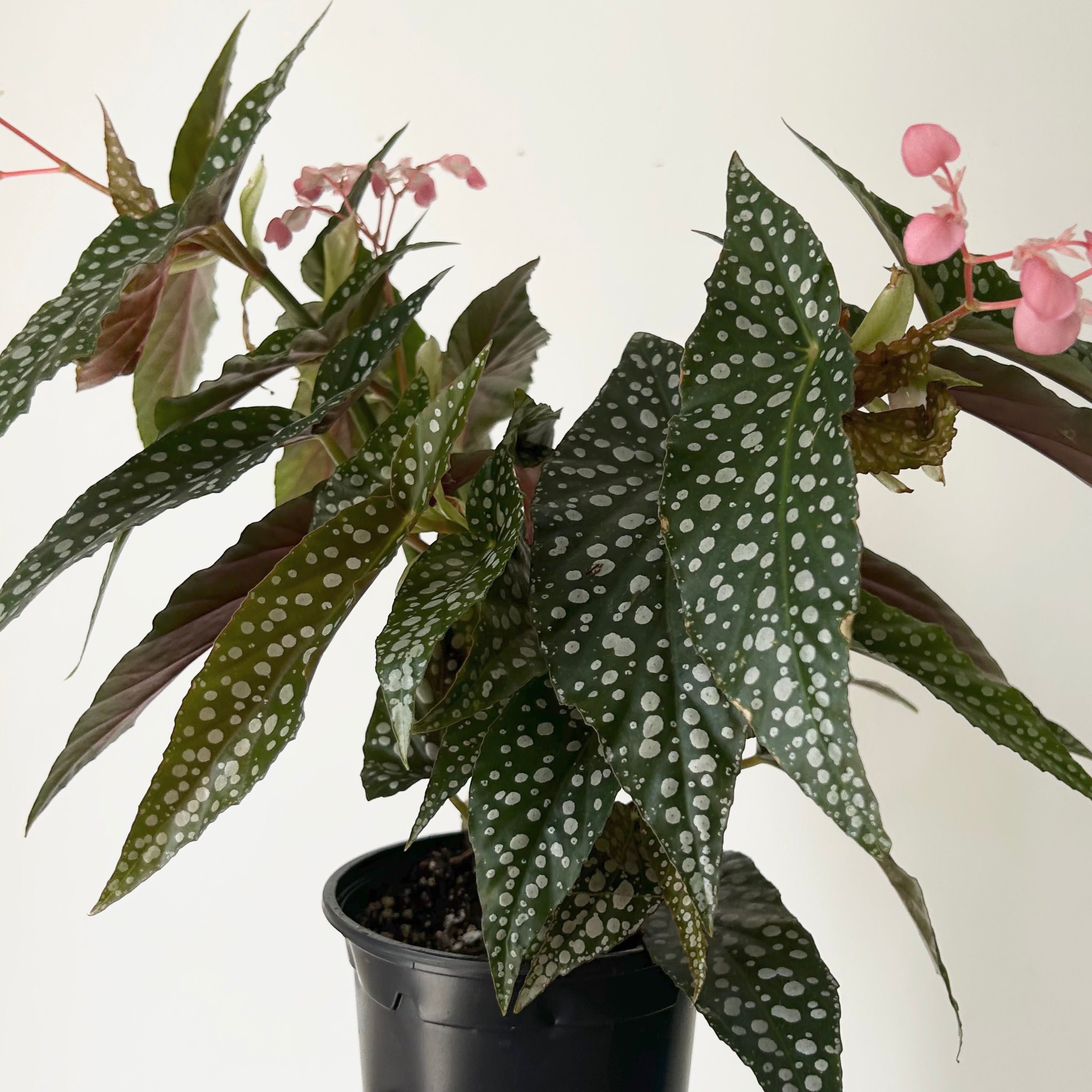 Begonia Maculata “Double Dot” 4”pot