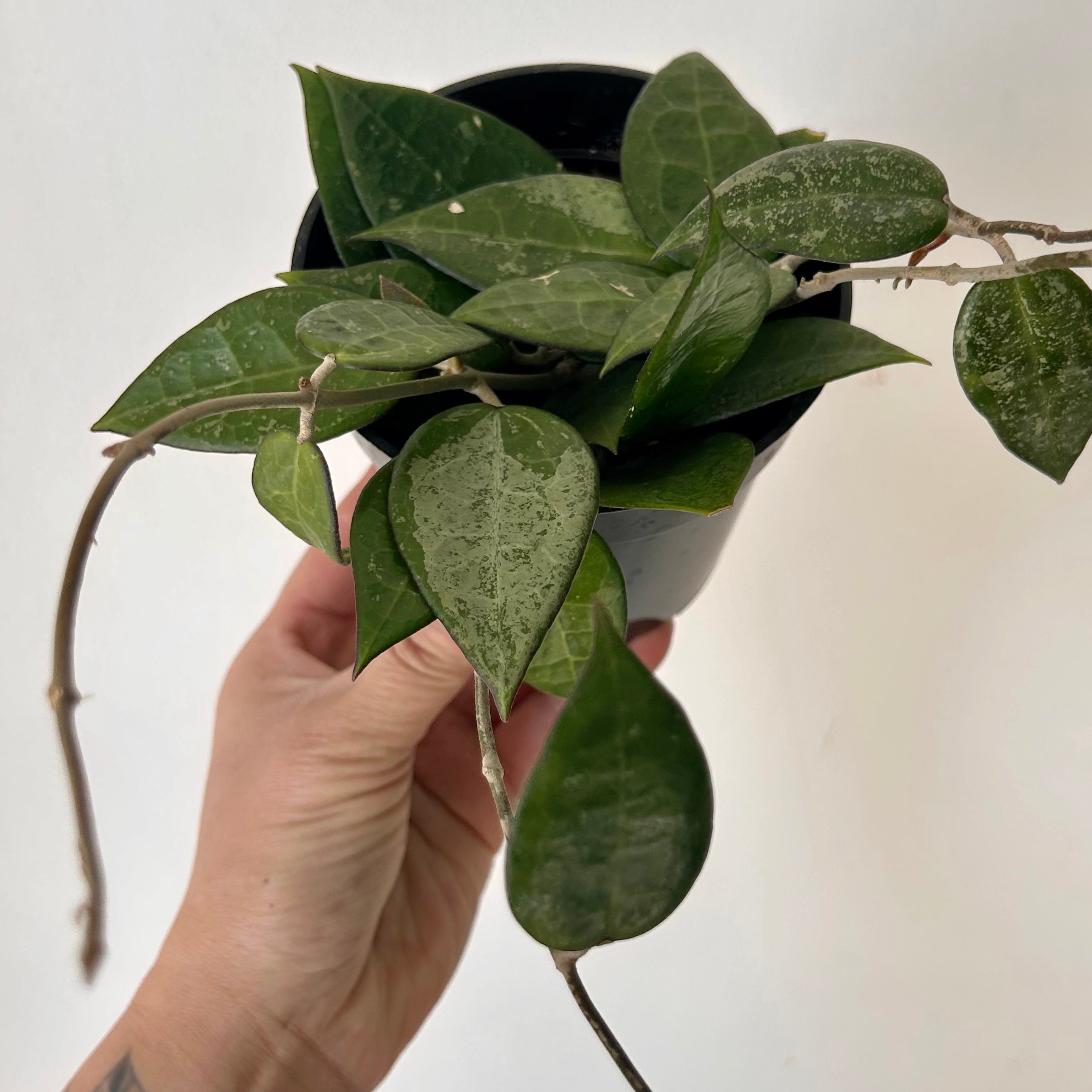 Hoya verticillata "Black Margin" (formerly H. parasitica) 4" pot