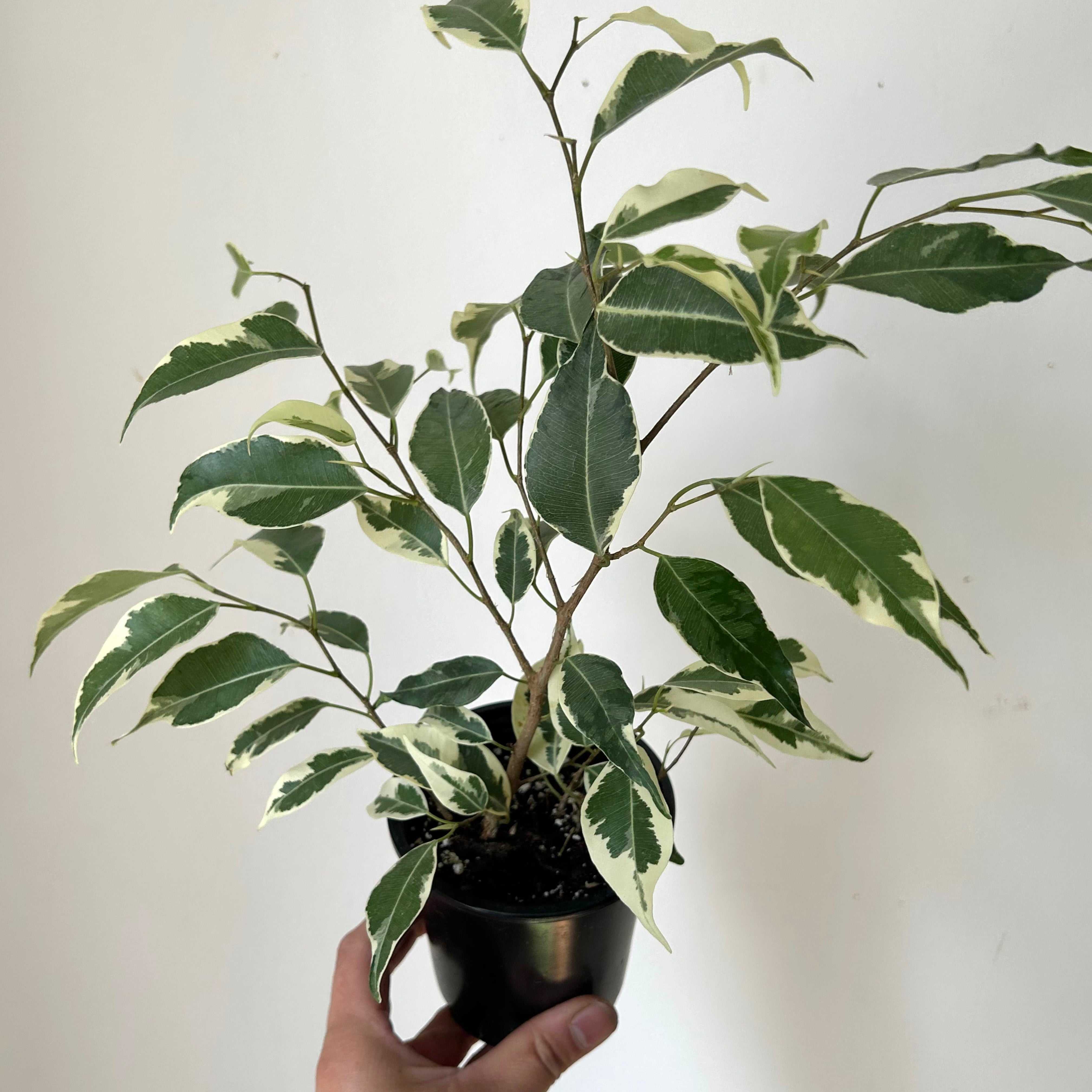 Variegated Ficus Benjamina 3.5" pot