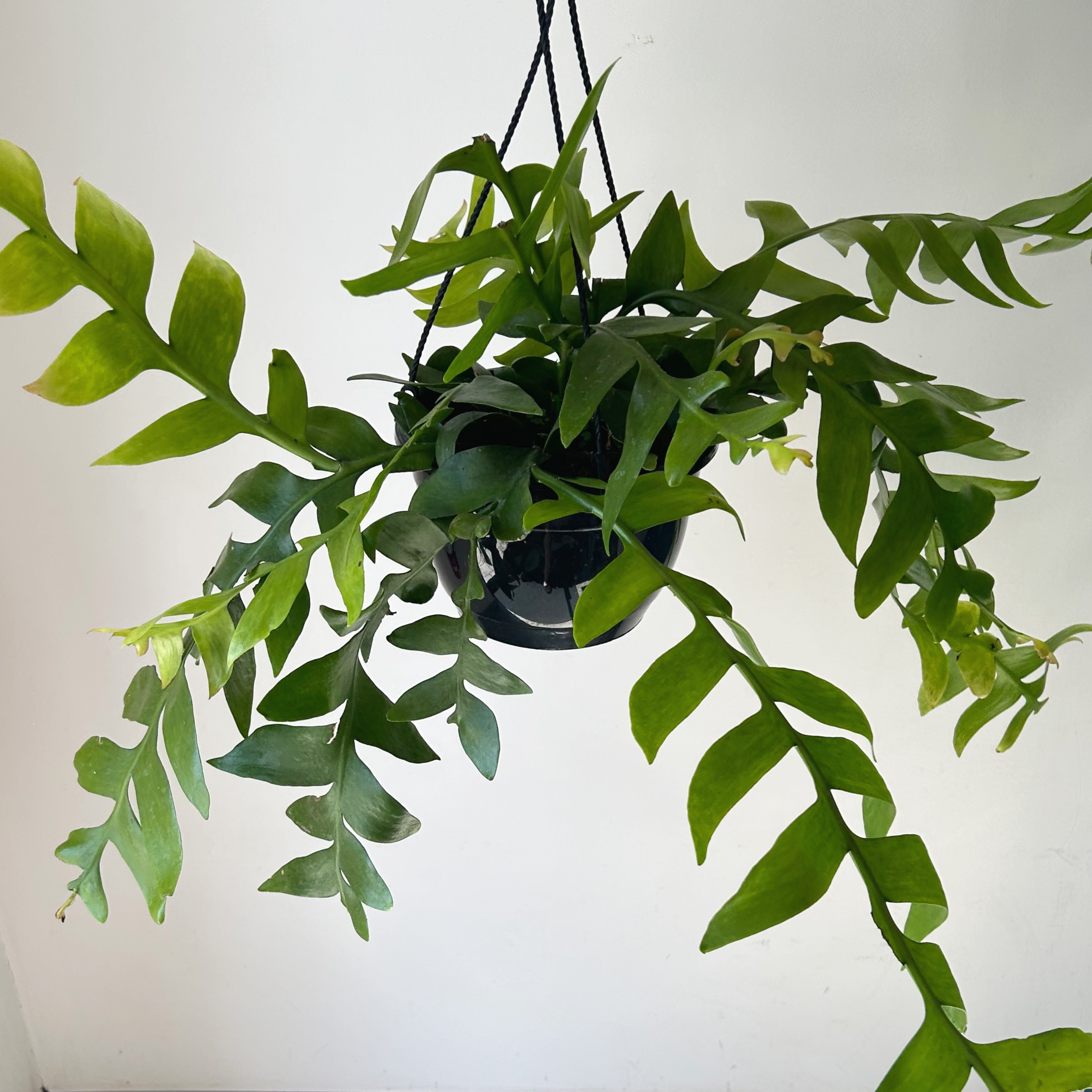 Fernleaf Orchid Cactus (selenicereus chrysocardium ) 10”hanging basket