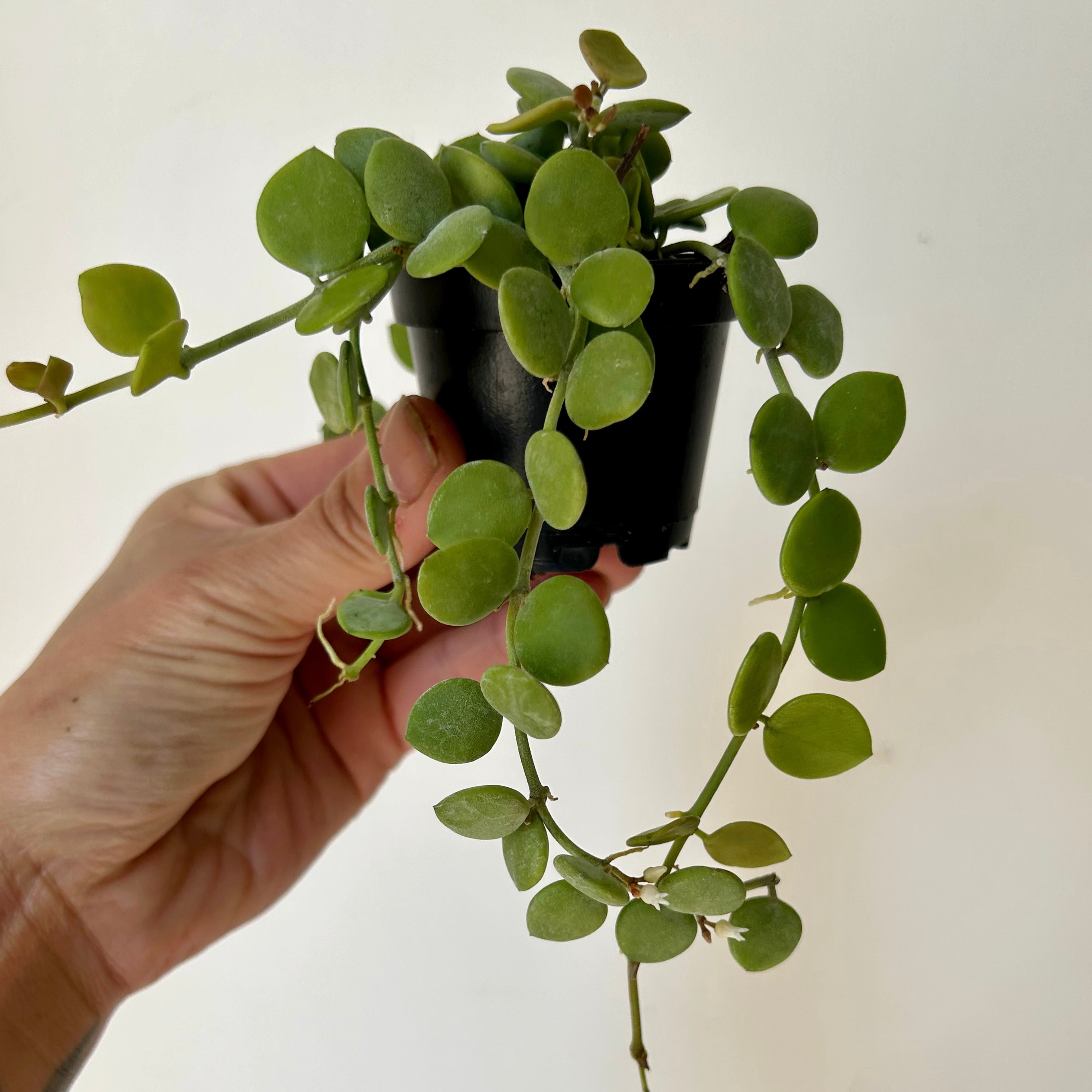 String of Nickles (Dischidia nummularia) 2.5”pot