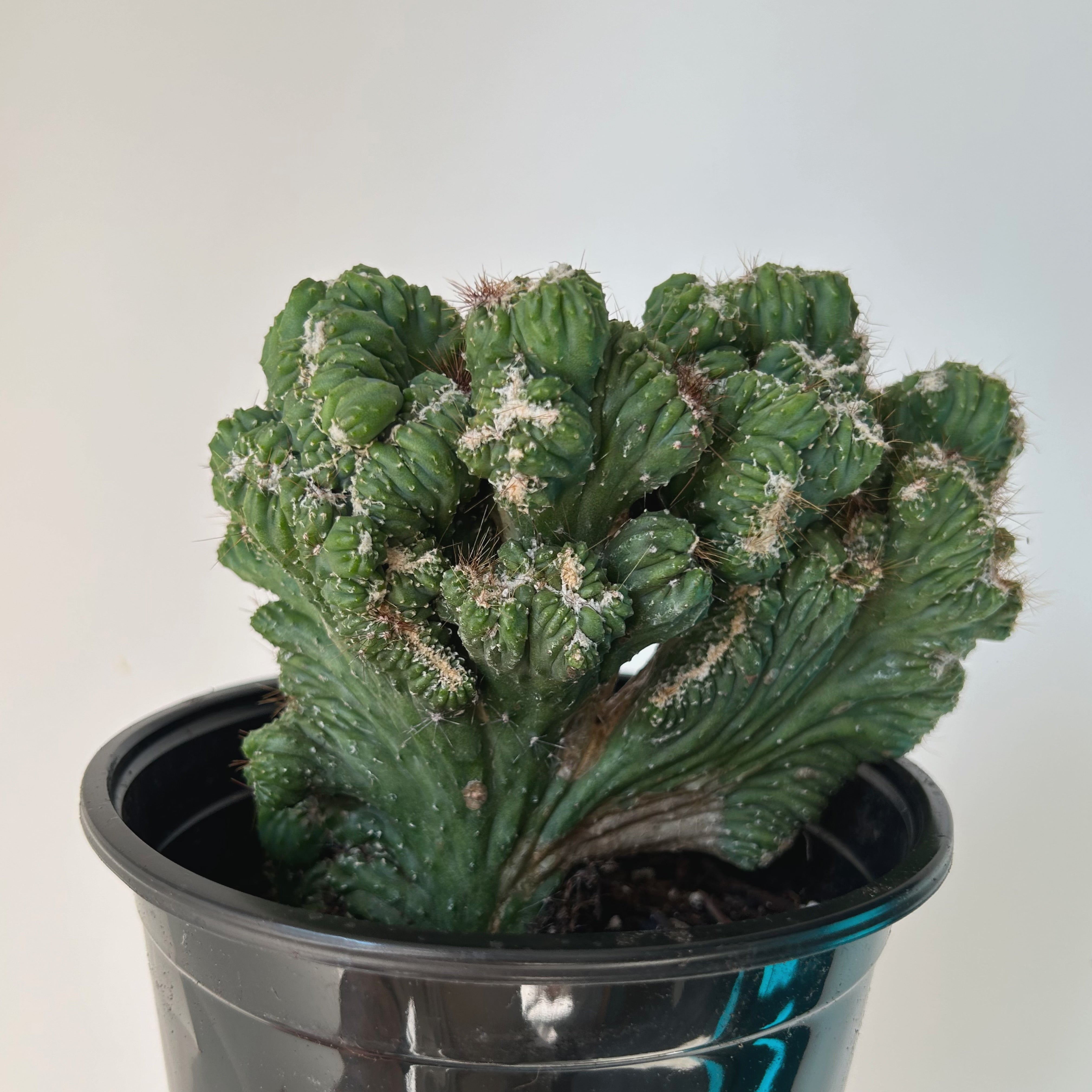 Crested Cereus peruvianus monstrose 4”pot