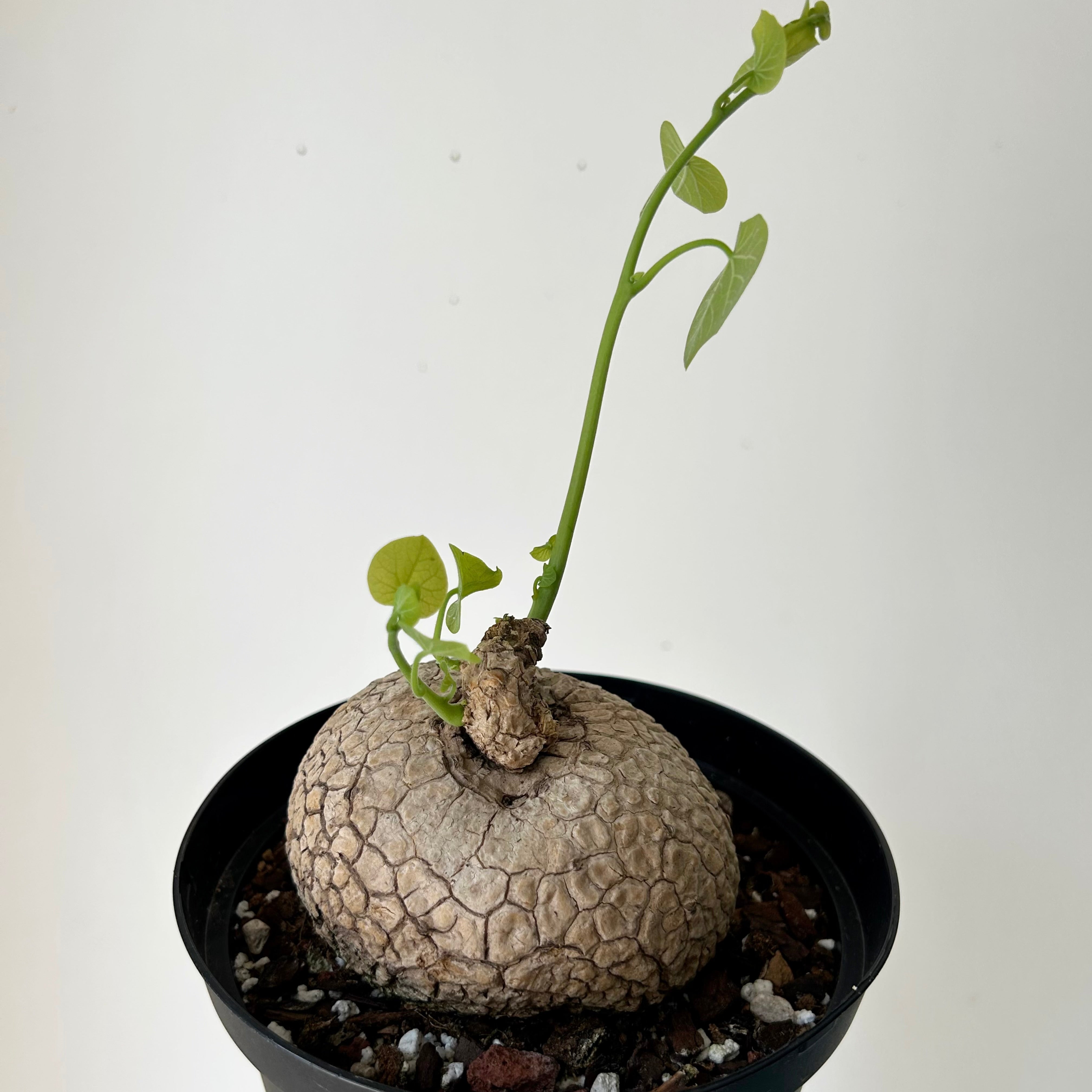 Stephania suberosa 6” pot