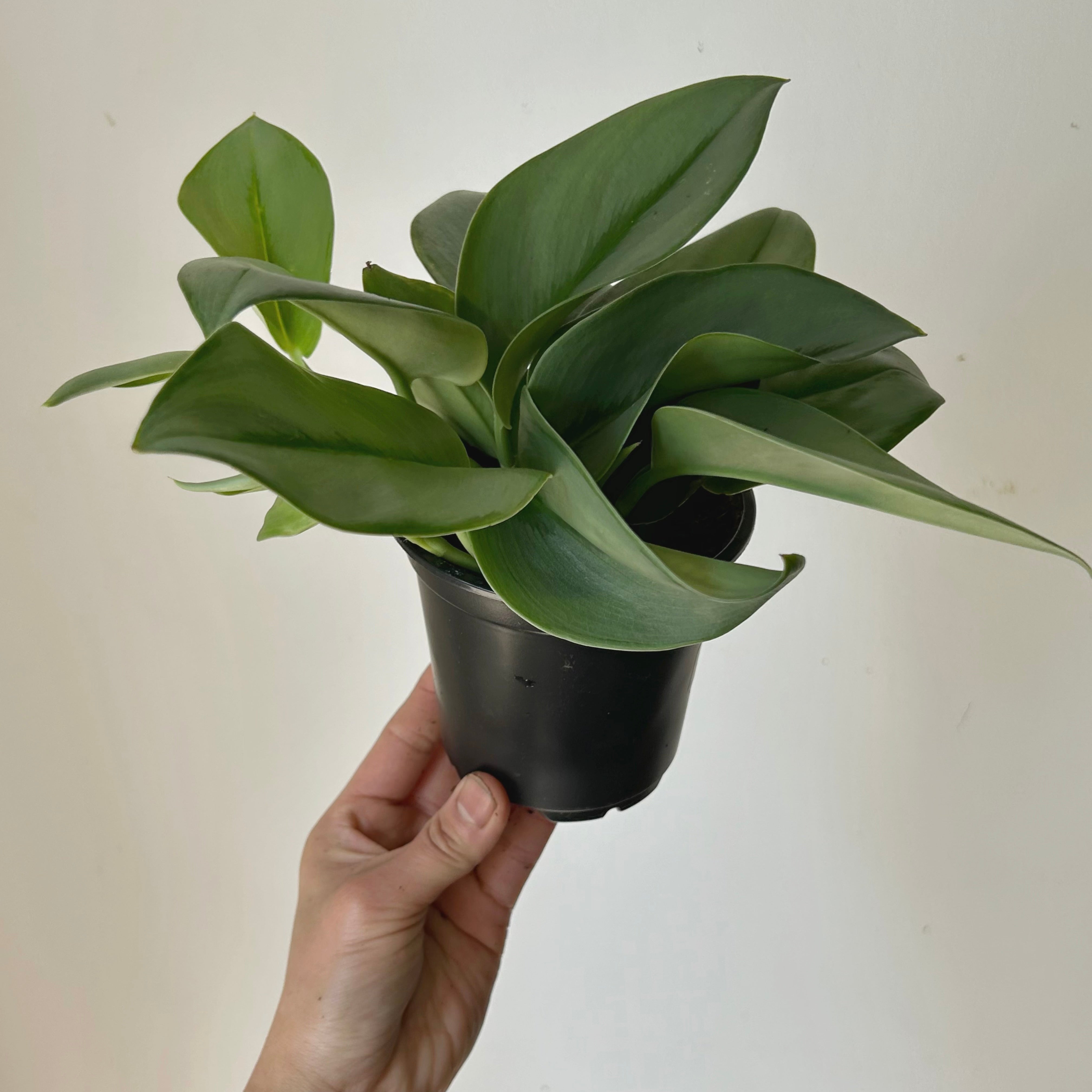 Scindapsus treubii "Moonlight" 4” pot