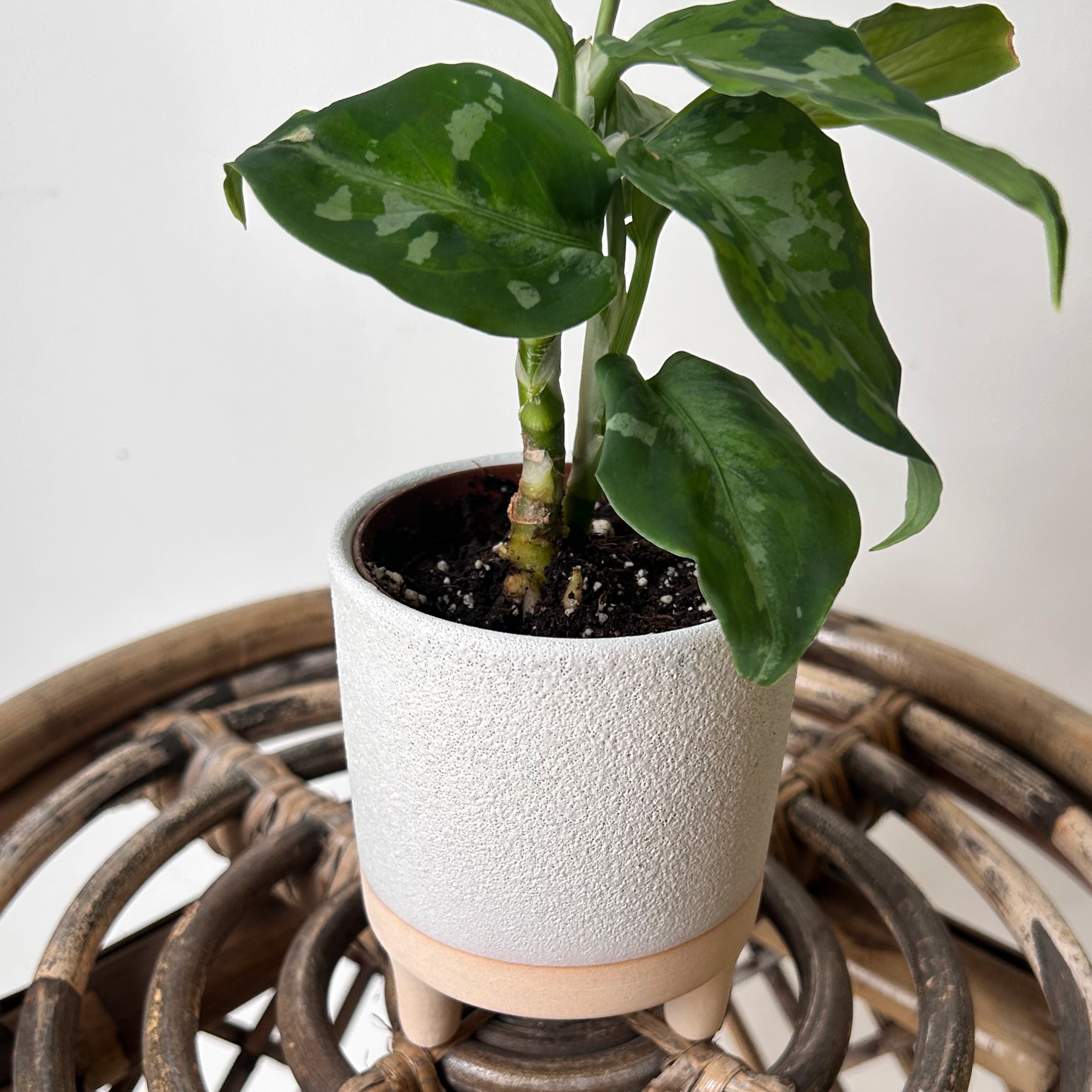 DELRAY Decorative Pot (3”x3.75”)