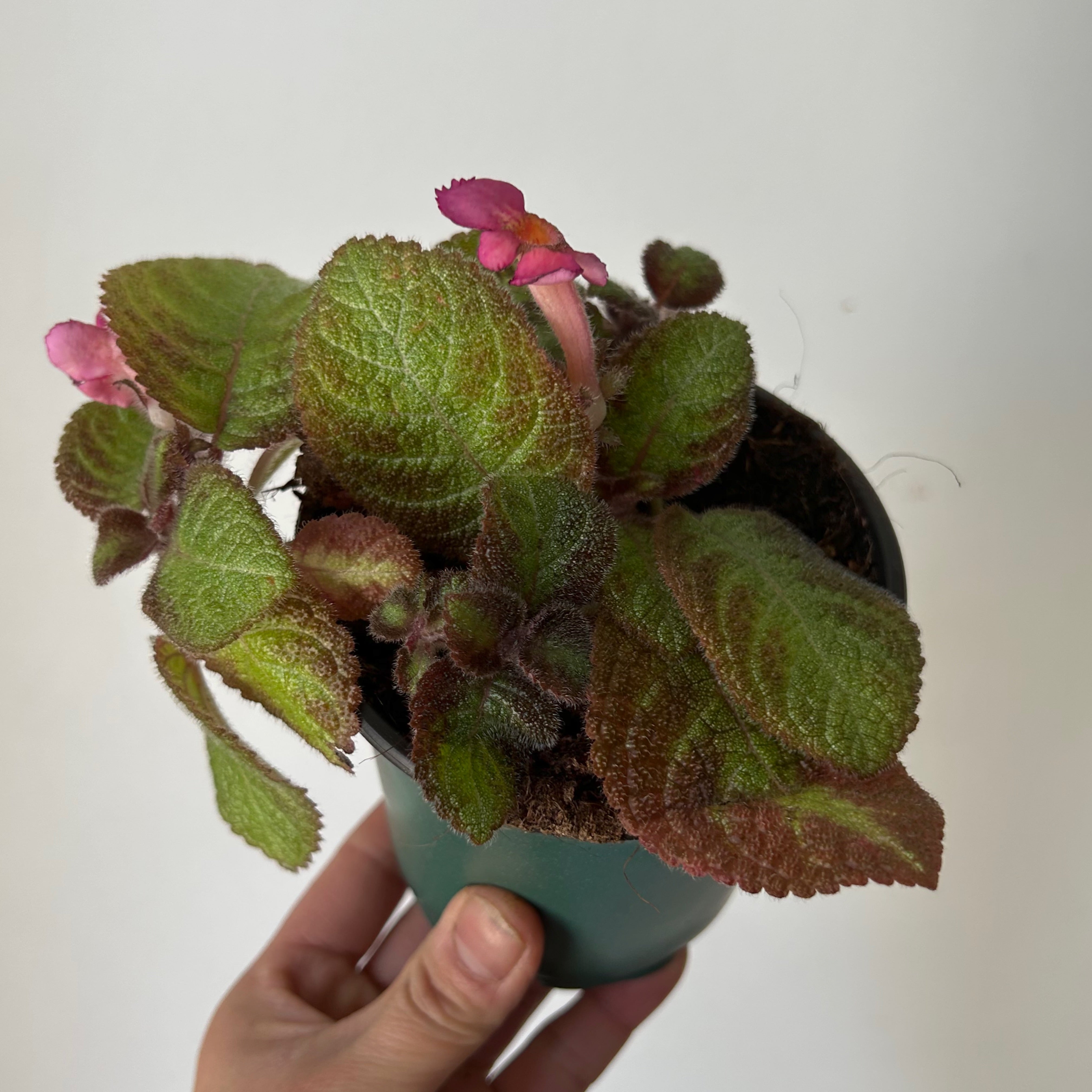 Episcia “Pink Panther” 4” pot