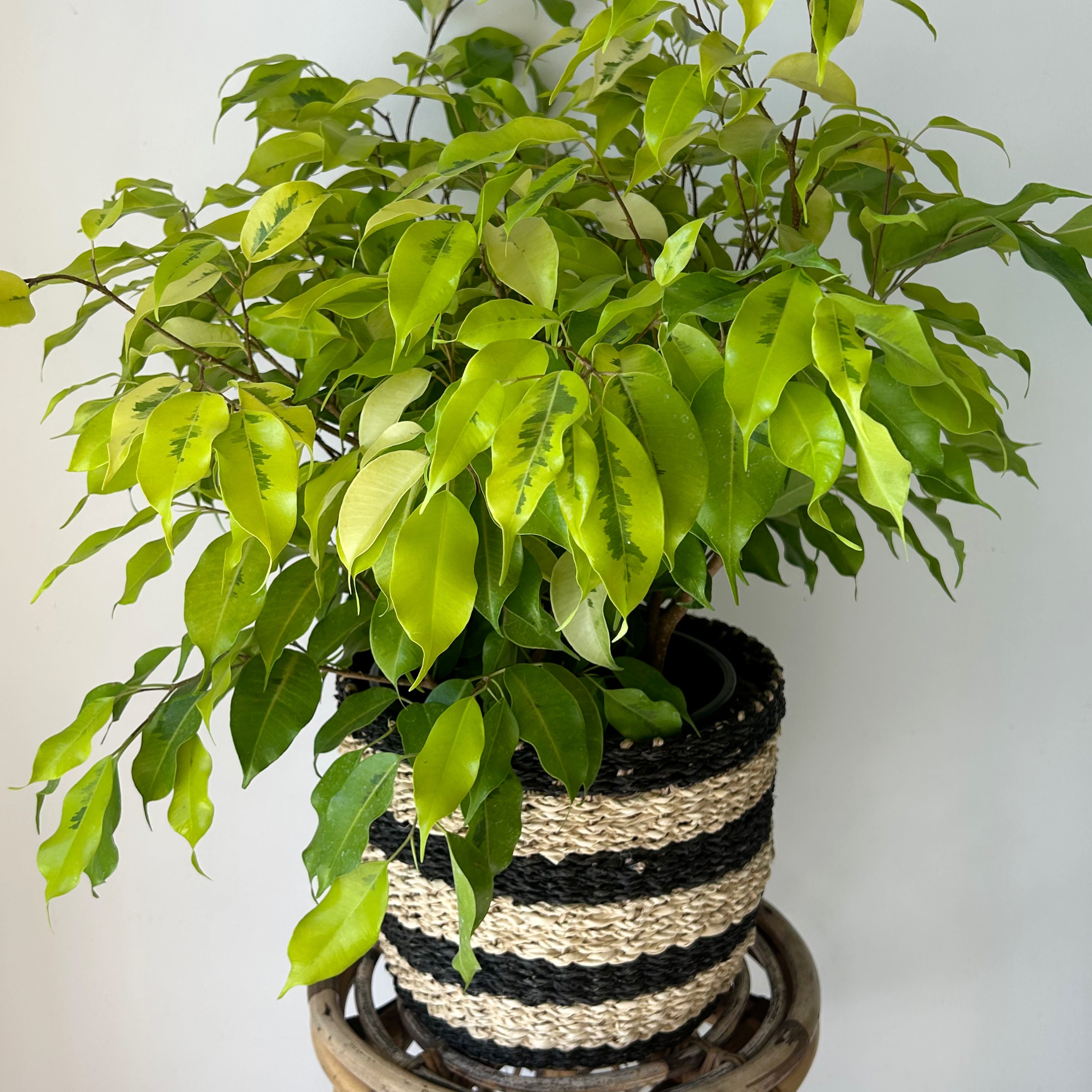 Ficus Benjamina “Lime”approximately 2 ft tall in 8”Pot