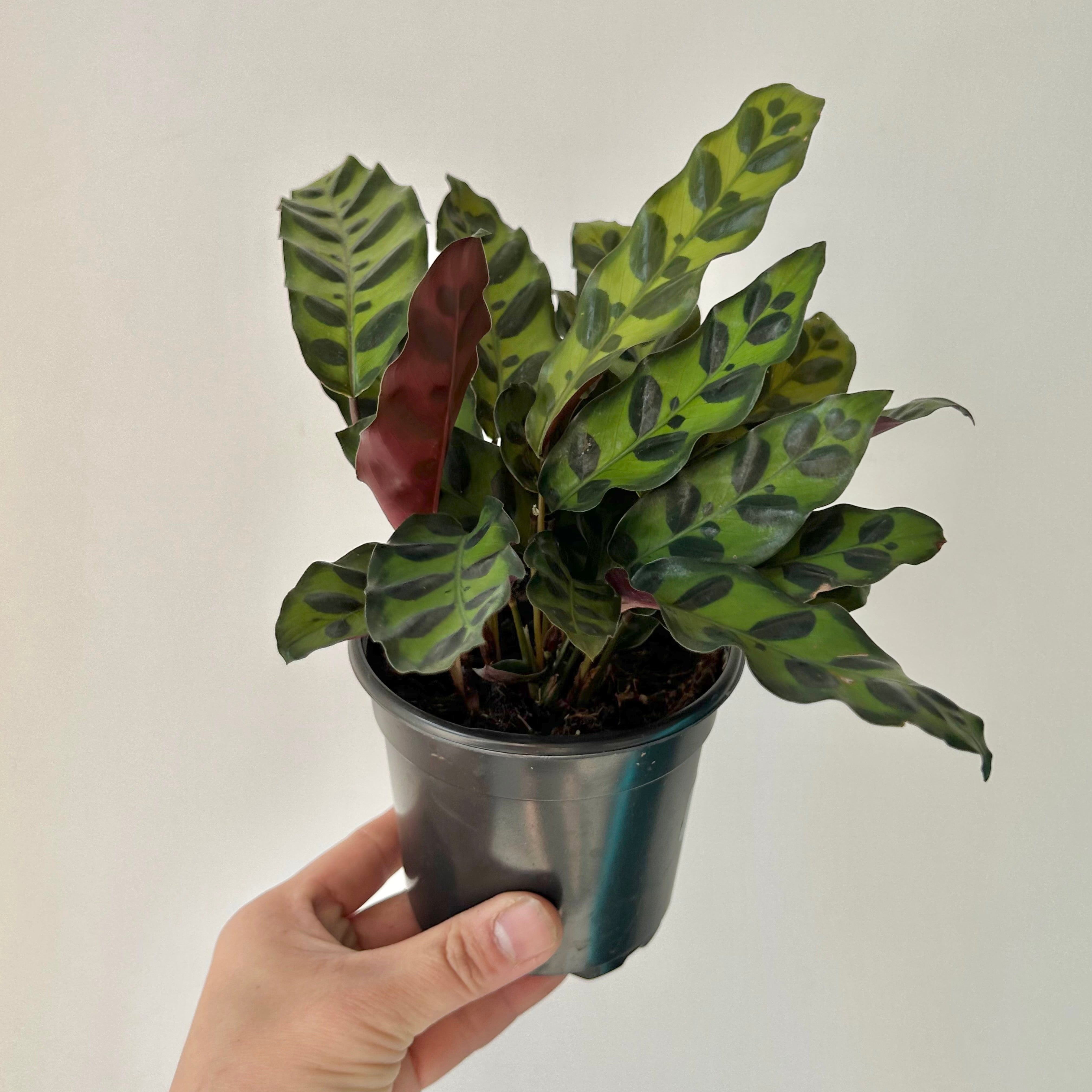 Calathea lancifolia “Rattle Snake” 4” pot