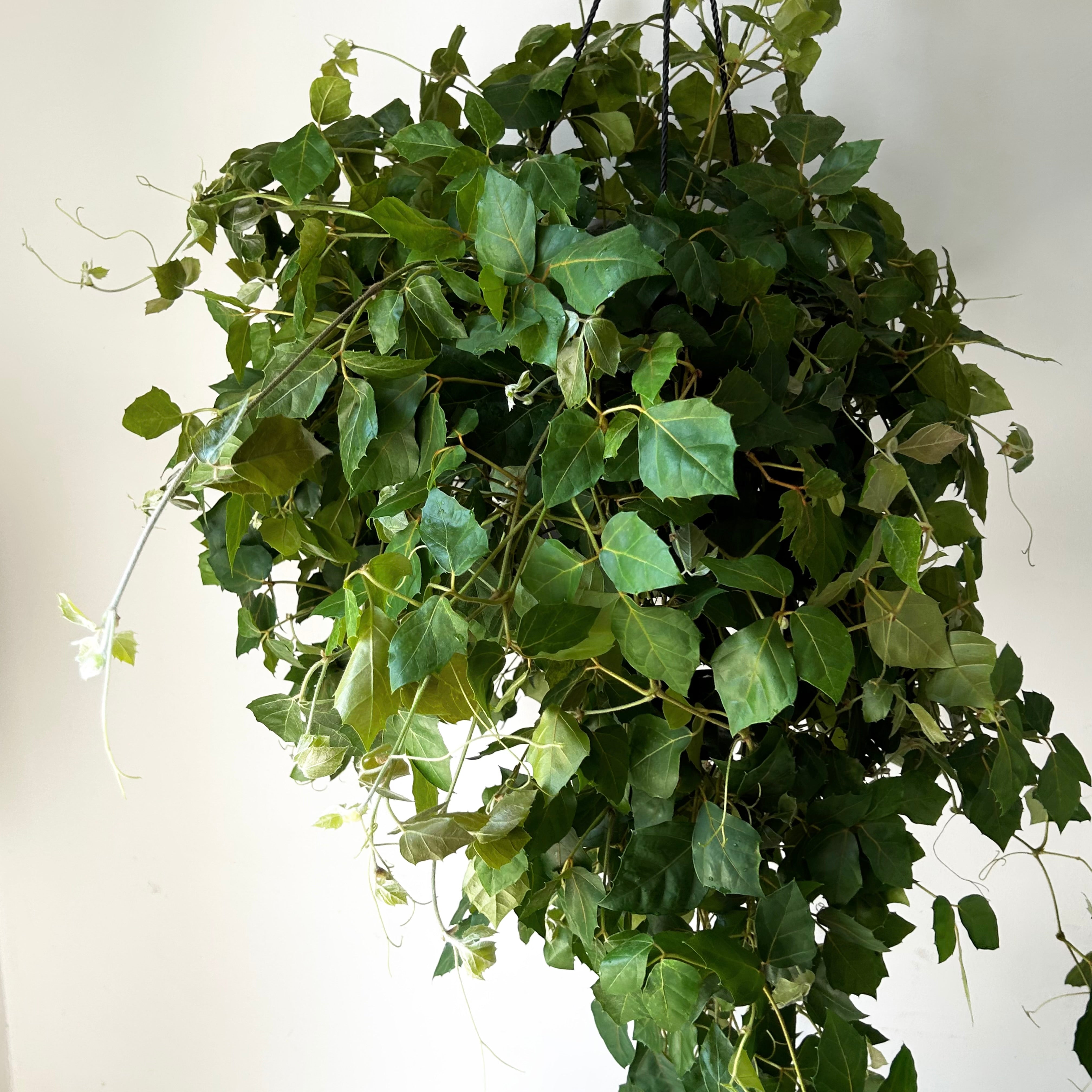 Grape Ivy (Cissus Rhombifolia) 10” Hanging Basket