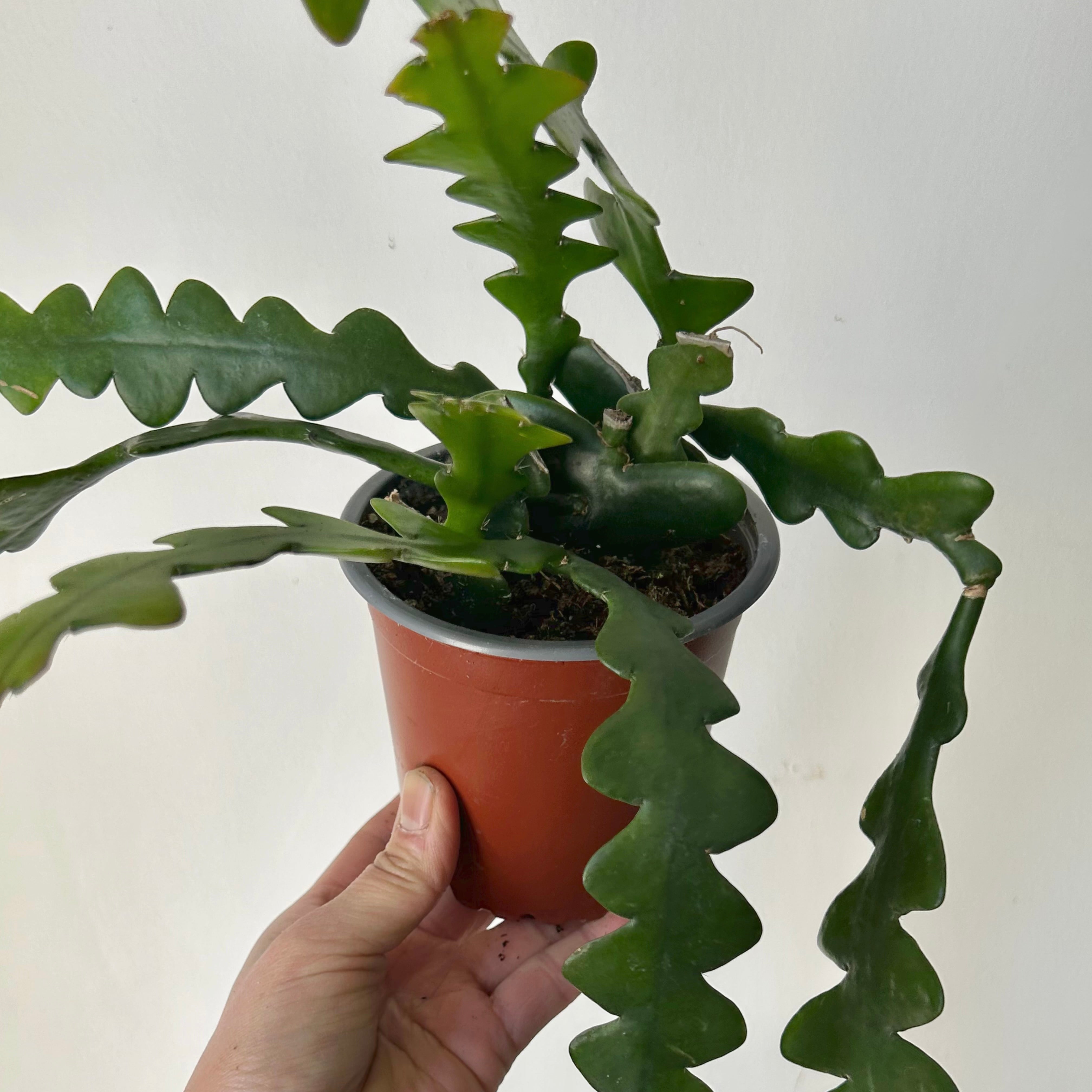 Fishbone Cactus (epiphyllum anguliger) 4”Pot