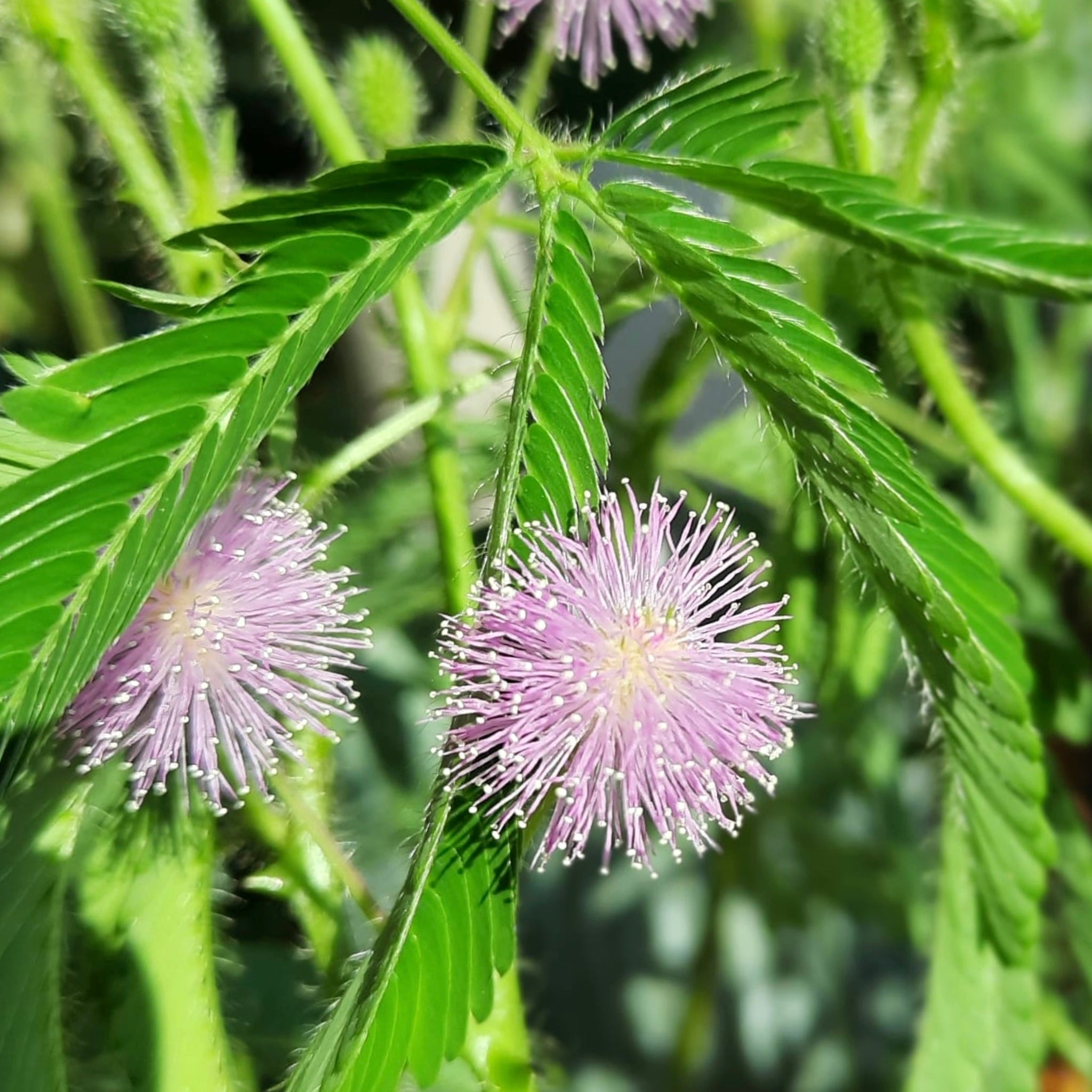 Sensitive Plant (Mimosa Pudica) 4”pot