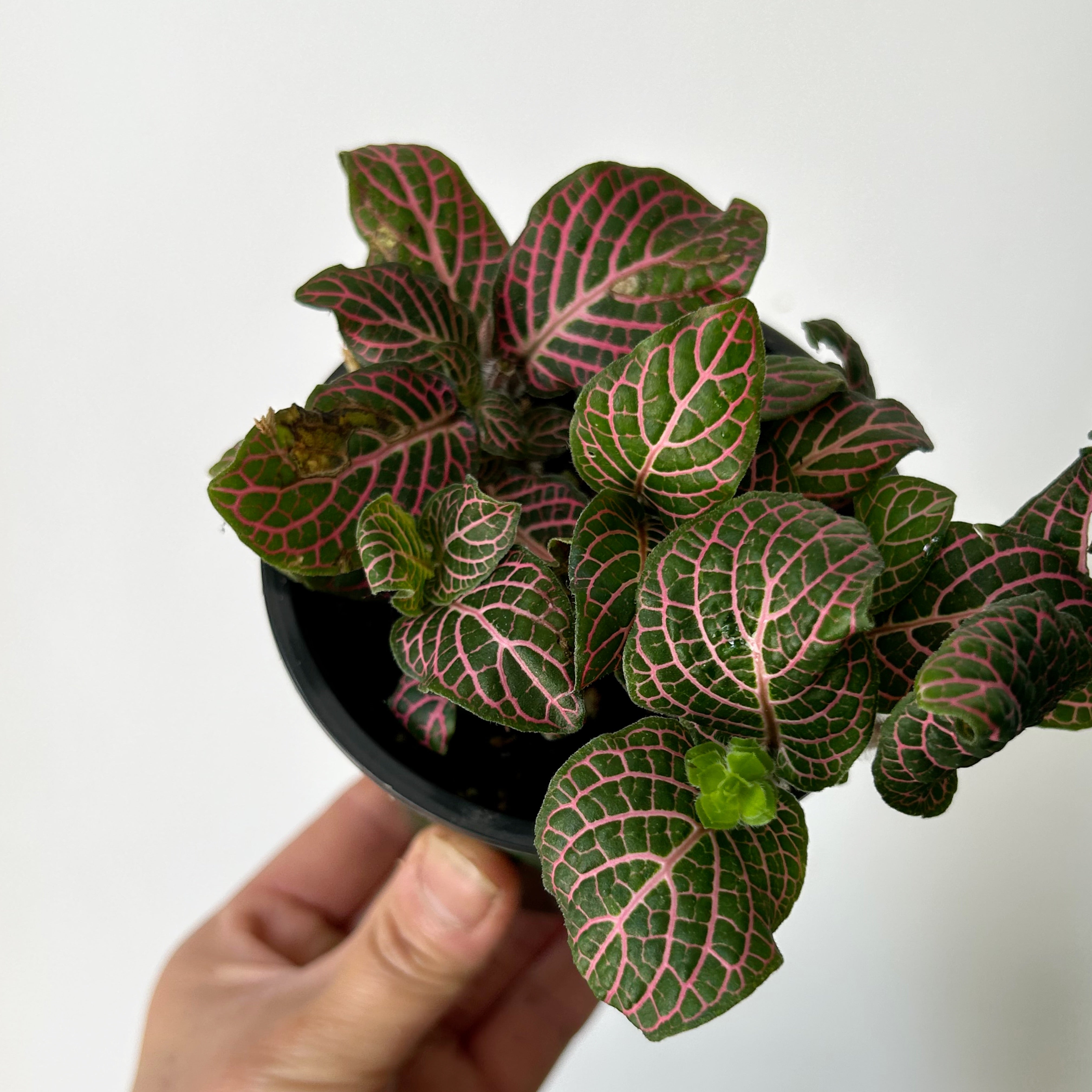 Pink Nerve Plant (Fittonia) 3.5” pot