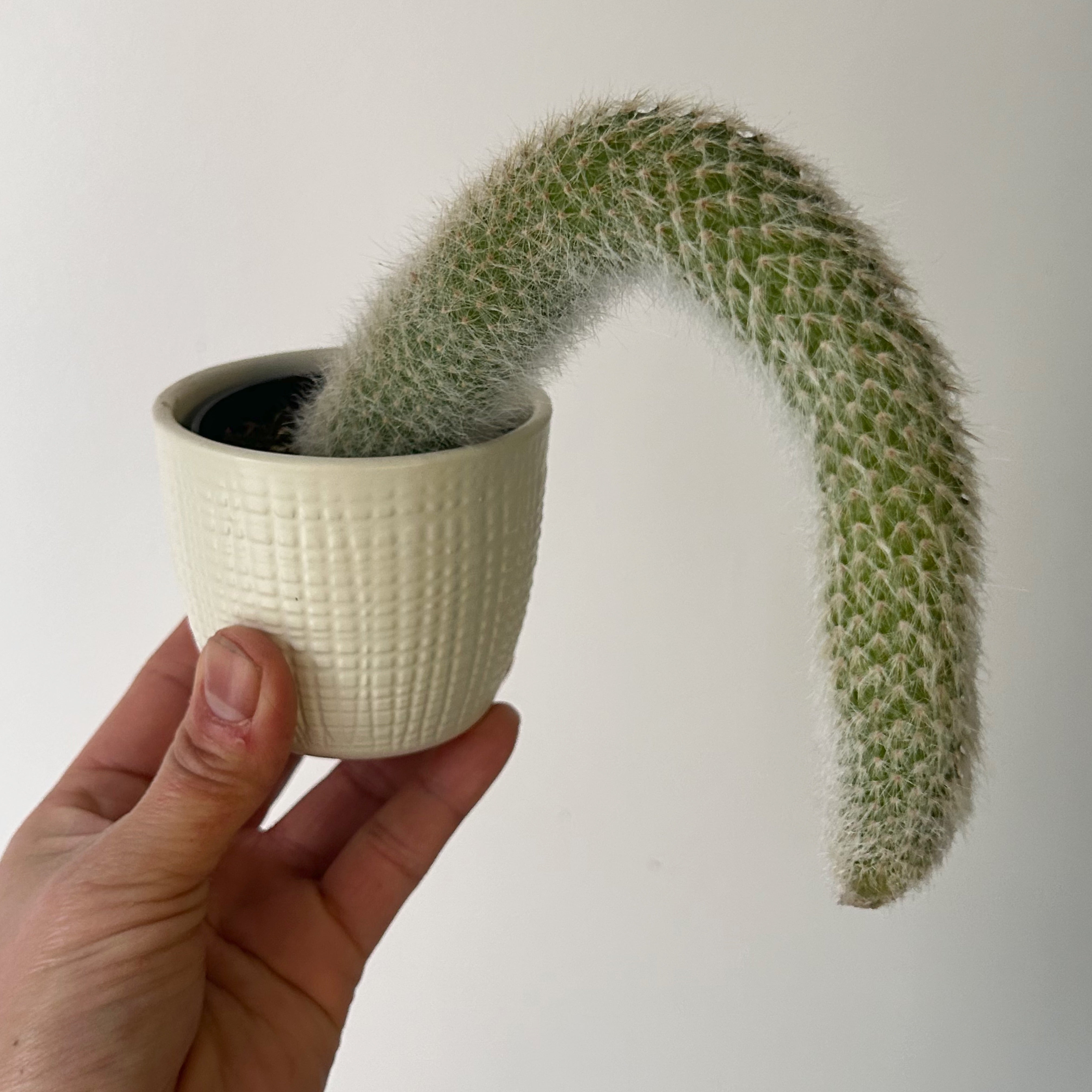 Monkey Tail Cactus (Cleistocactus colademononis) 2.5” pot