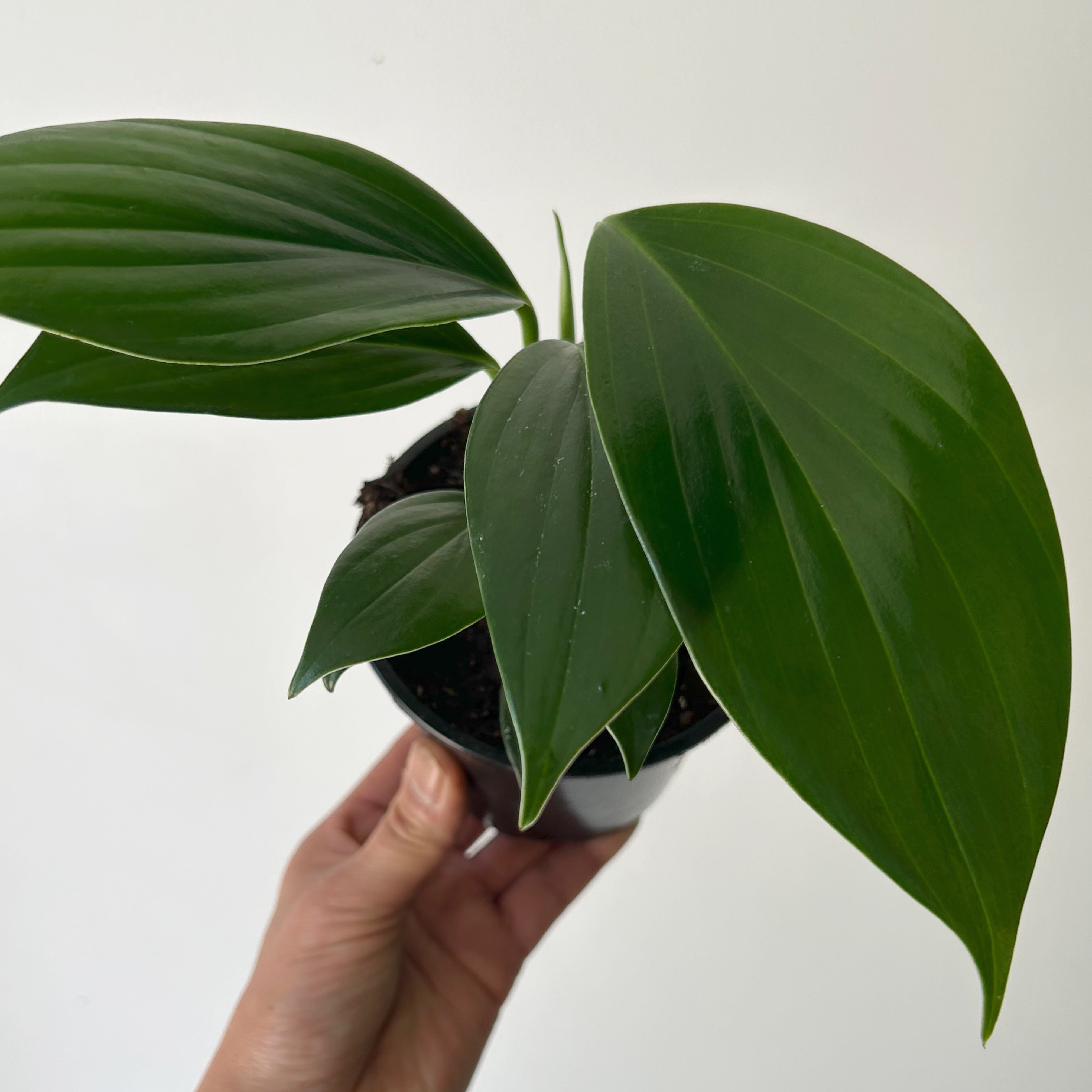 Dragon Tail Plant (Rhaphidophora Decursiva) 3.5”pot